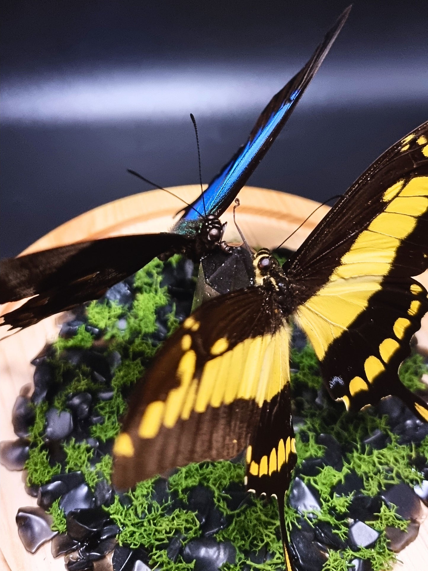 King Swallowtail & Ulysses Butterflies In Glass Dome