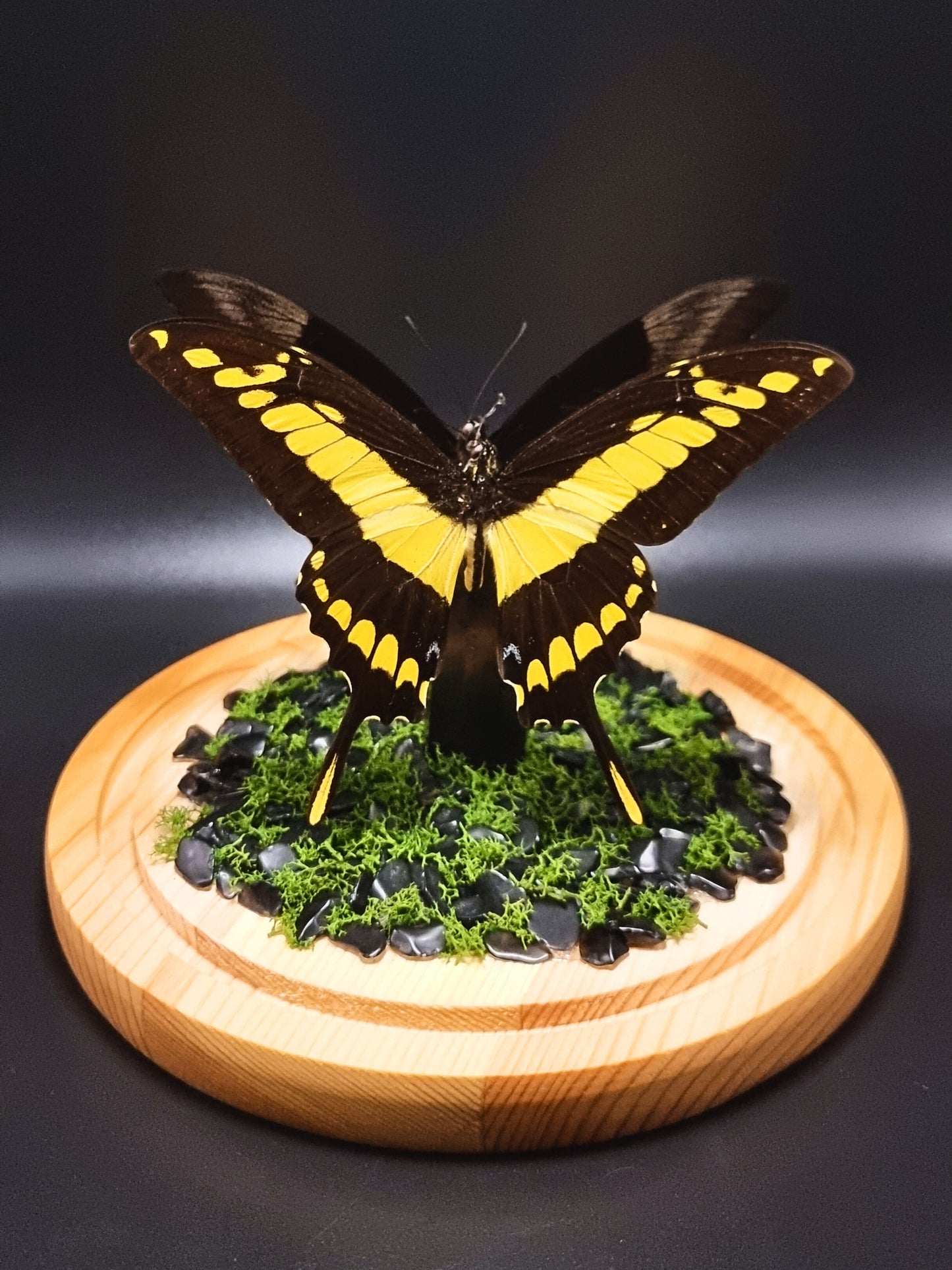 King Swallowtail & Ulysses Butterflies In Glass Dome