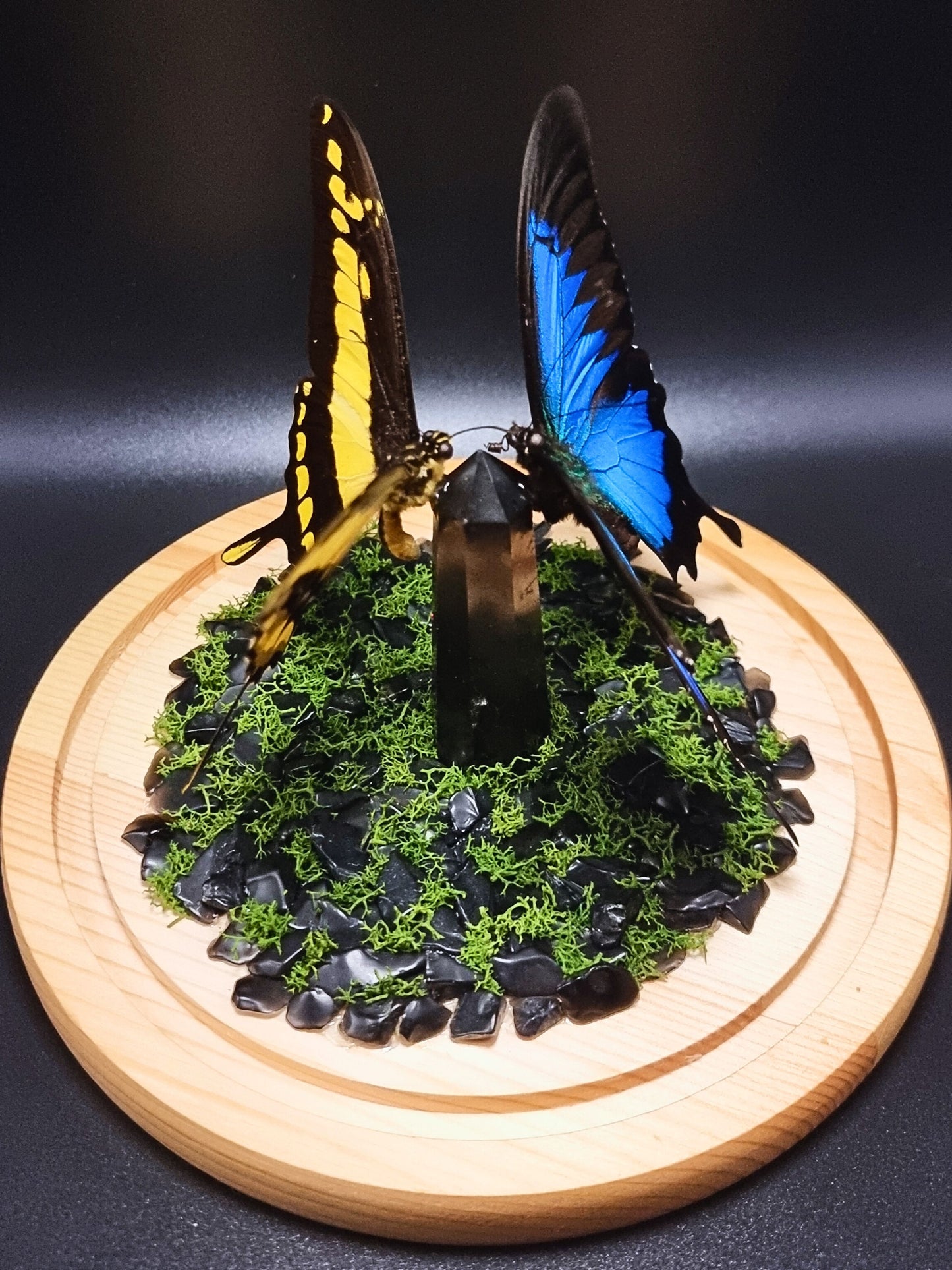 King Swallowtail & Ulysses Butterflies In Glass Dome