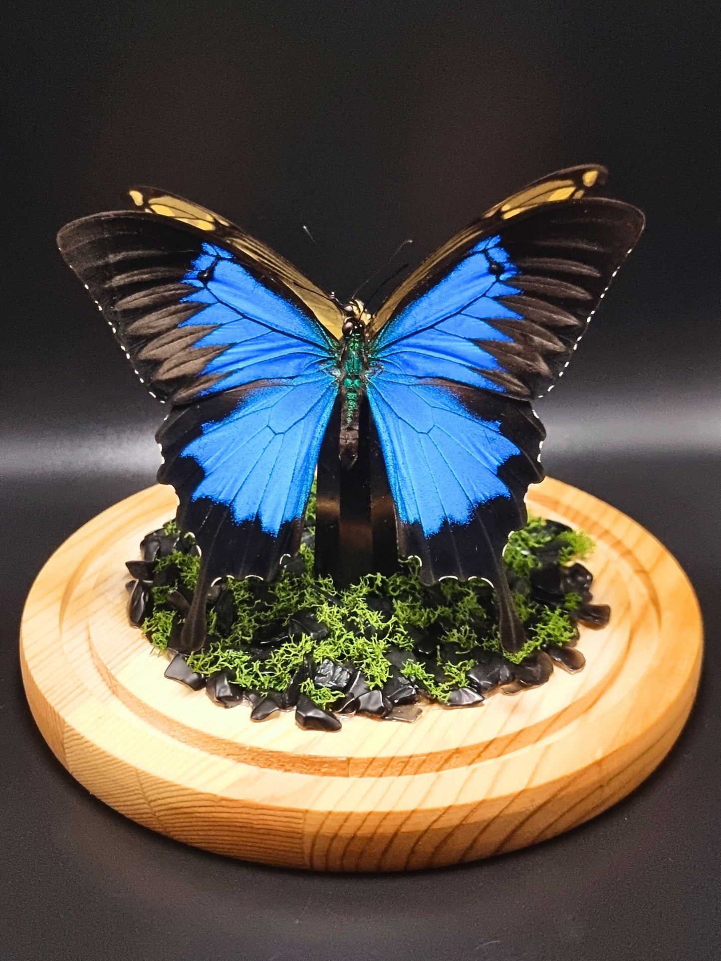 King Swallowtail & Ulysses Butterflies In Glass Dome