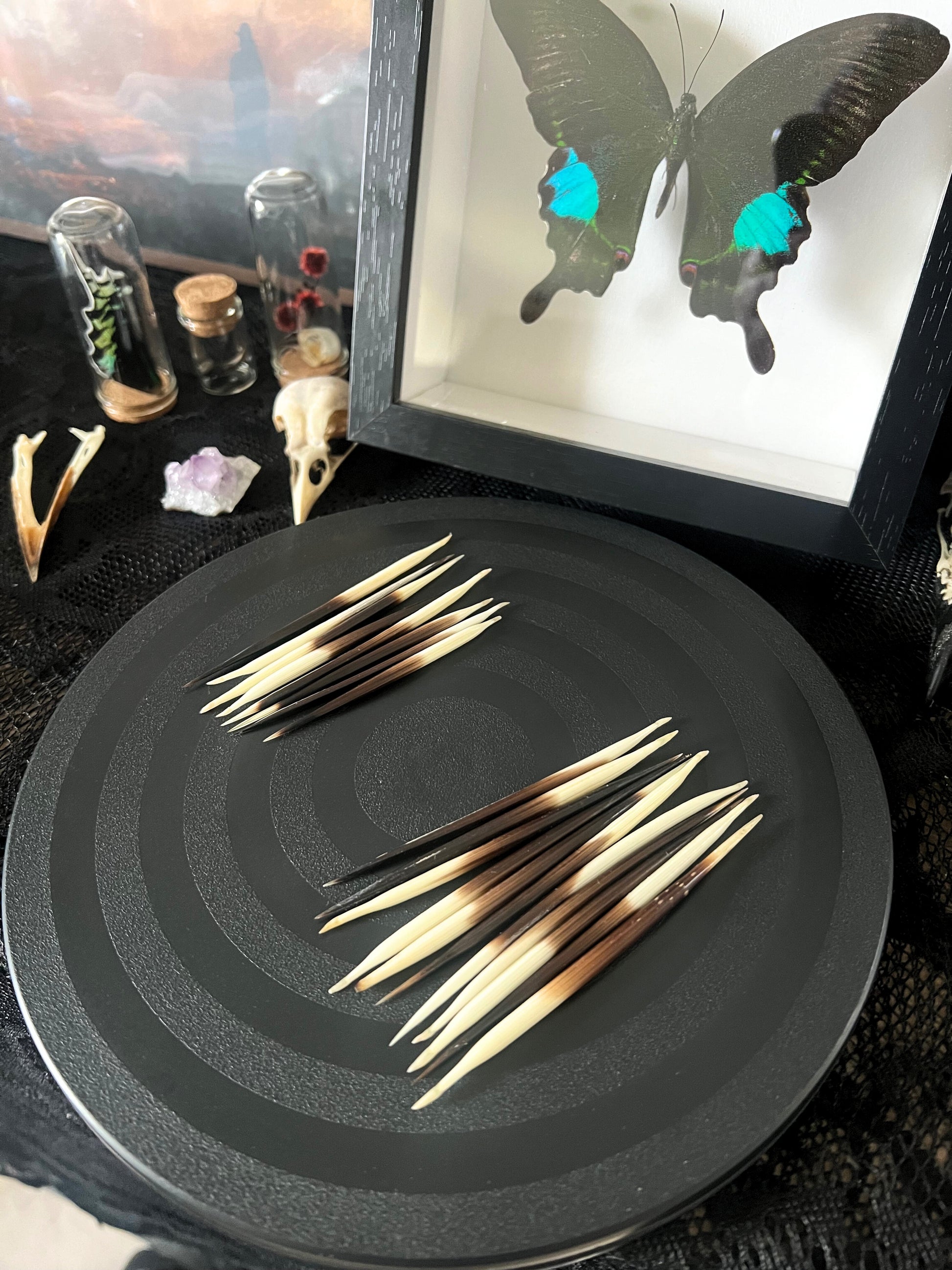 Set of Porcupine Quills on a black plate with a butterfly in a frame in the background.