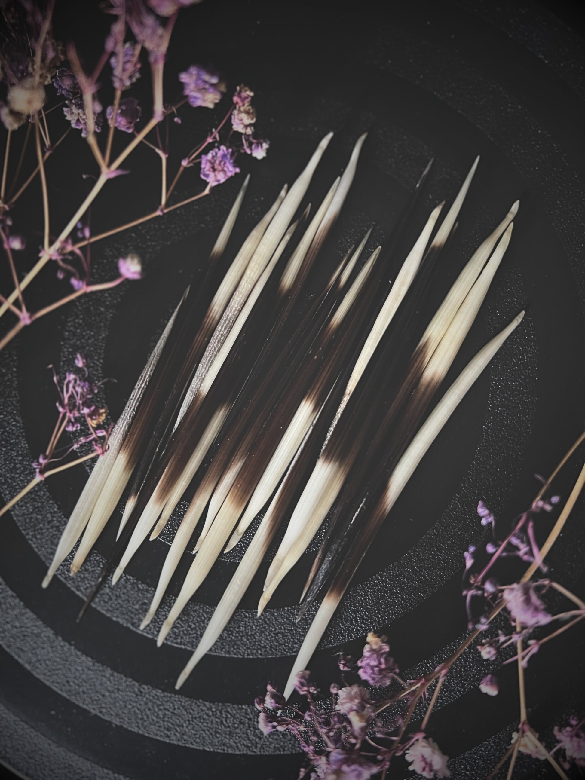 Porcupine Quills and dried flowers on a dark textured surface.