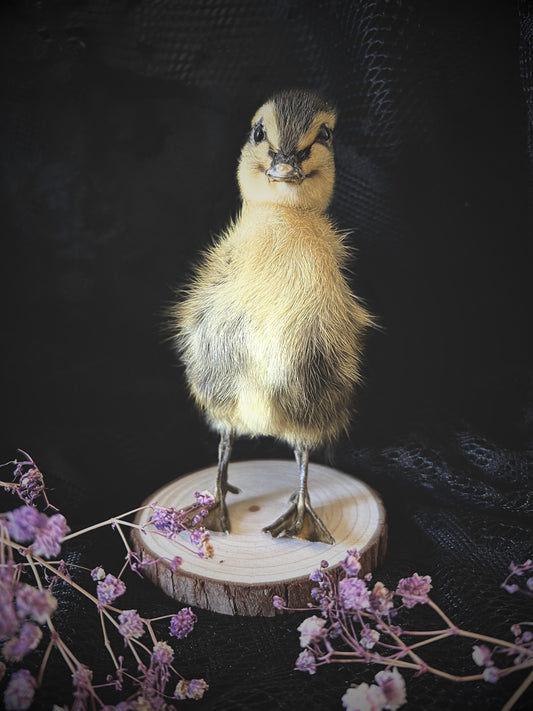 Taxidermy duckling on a wooden slice with purple flowers against a dark background