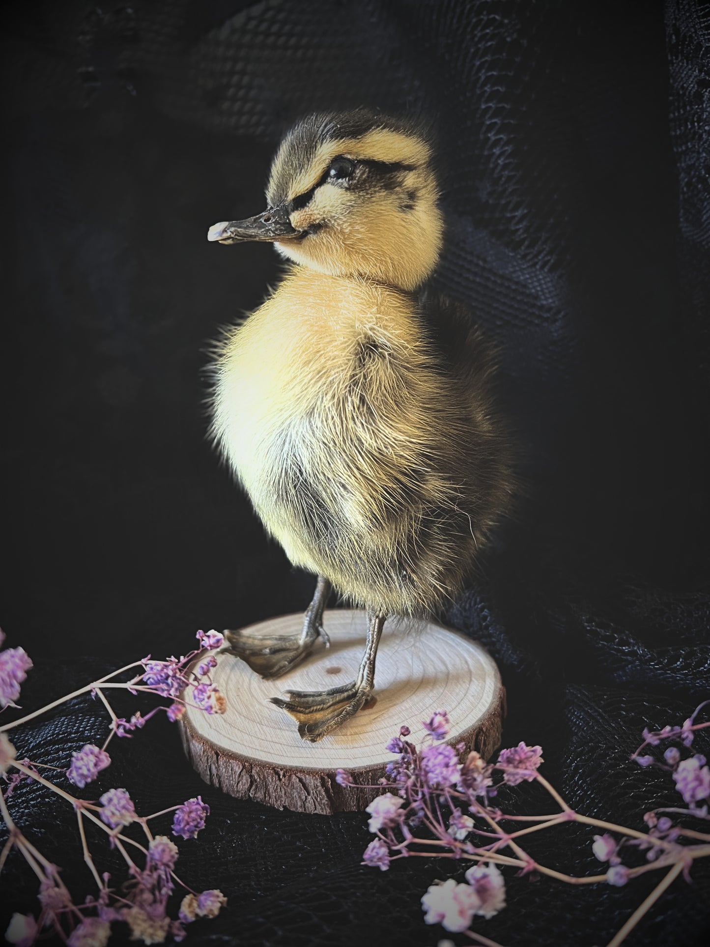 Taxidermy striped yellow duckling on a wooden slice with purple flowers against a dark background