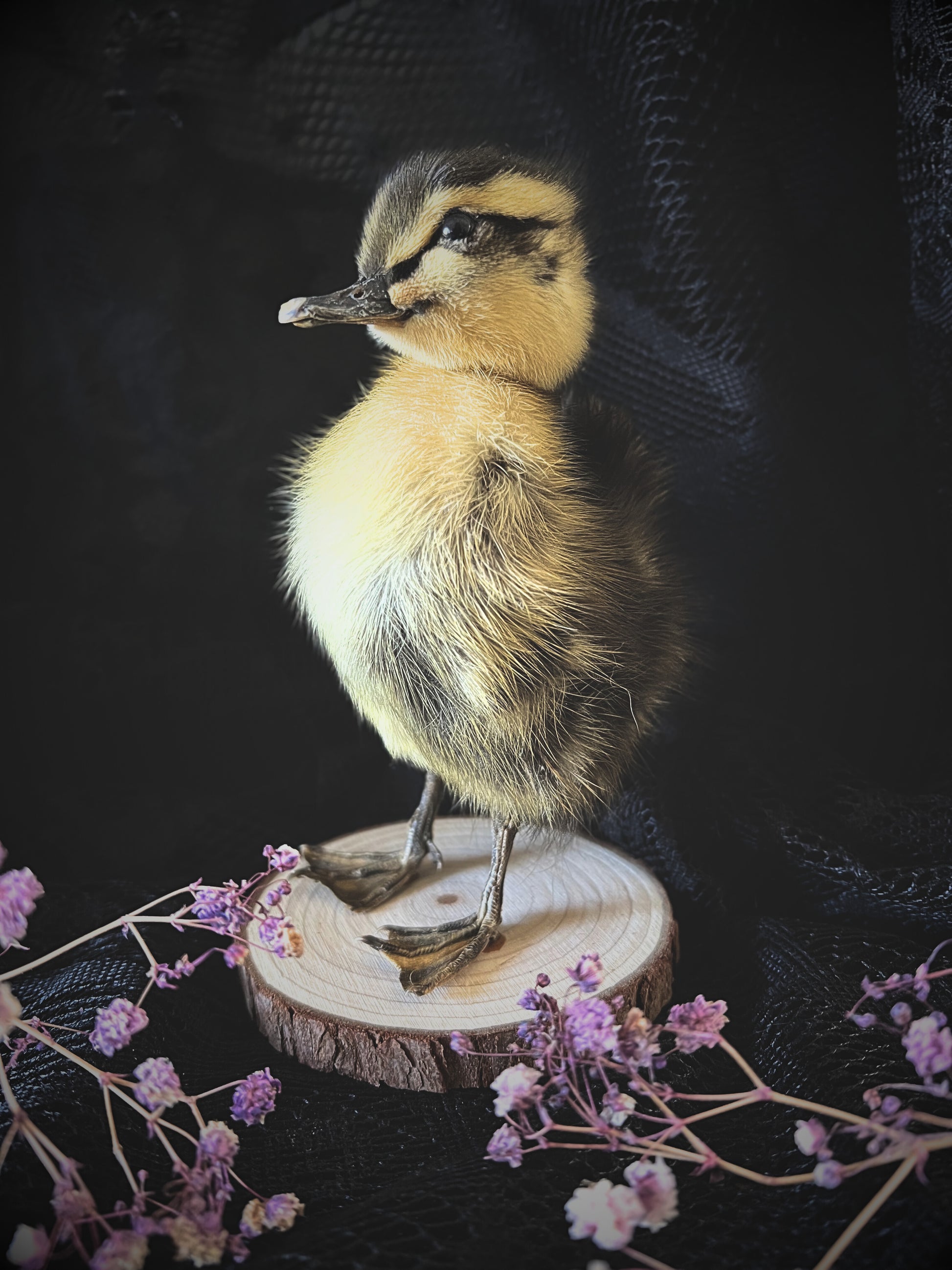 Taxidermy striped yellow duckling on a wooden slice with purple flowers against a dark background