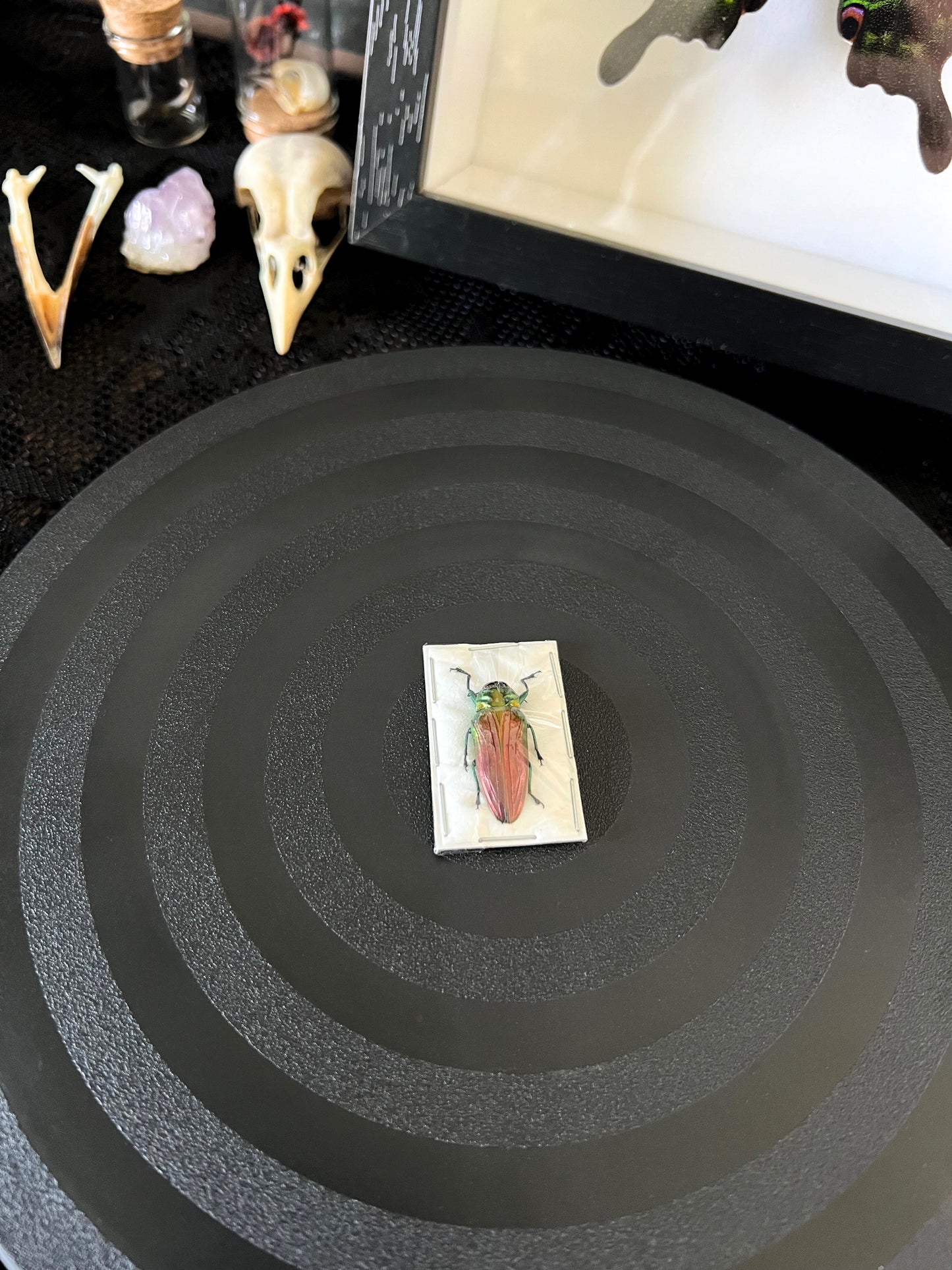 Tricolour metallic wood boring beetle on a black circular surface, surrounded by mystical items.