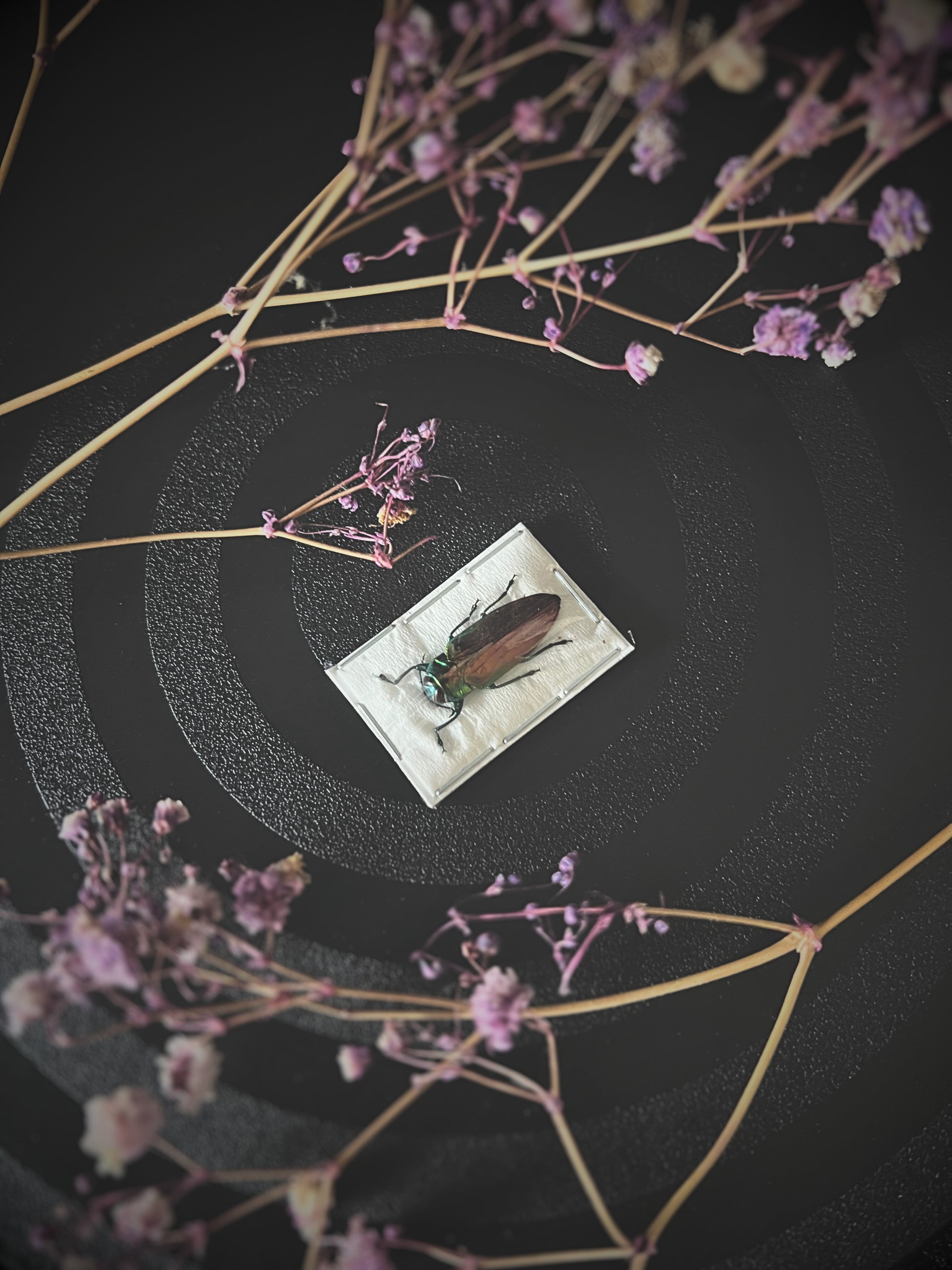 Tricolour metallic wood-boring beetle on a small rectangular plate surrounded by delicate pink flowers on a dark background