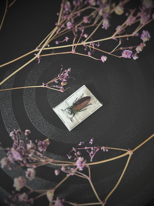 Tricolour metallic wood-boring beetle on a small rectangular plate surrounded by delicate pink flowers on a dark background