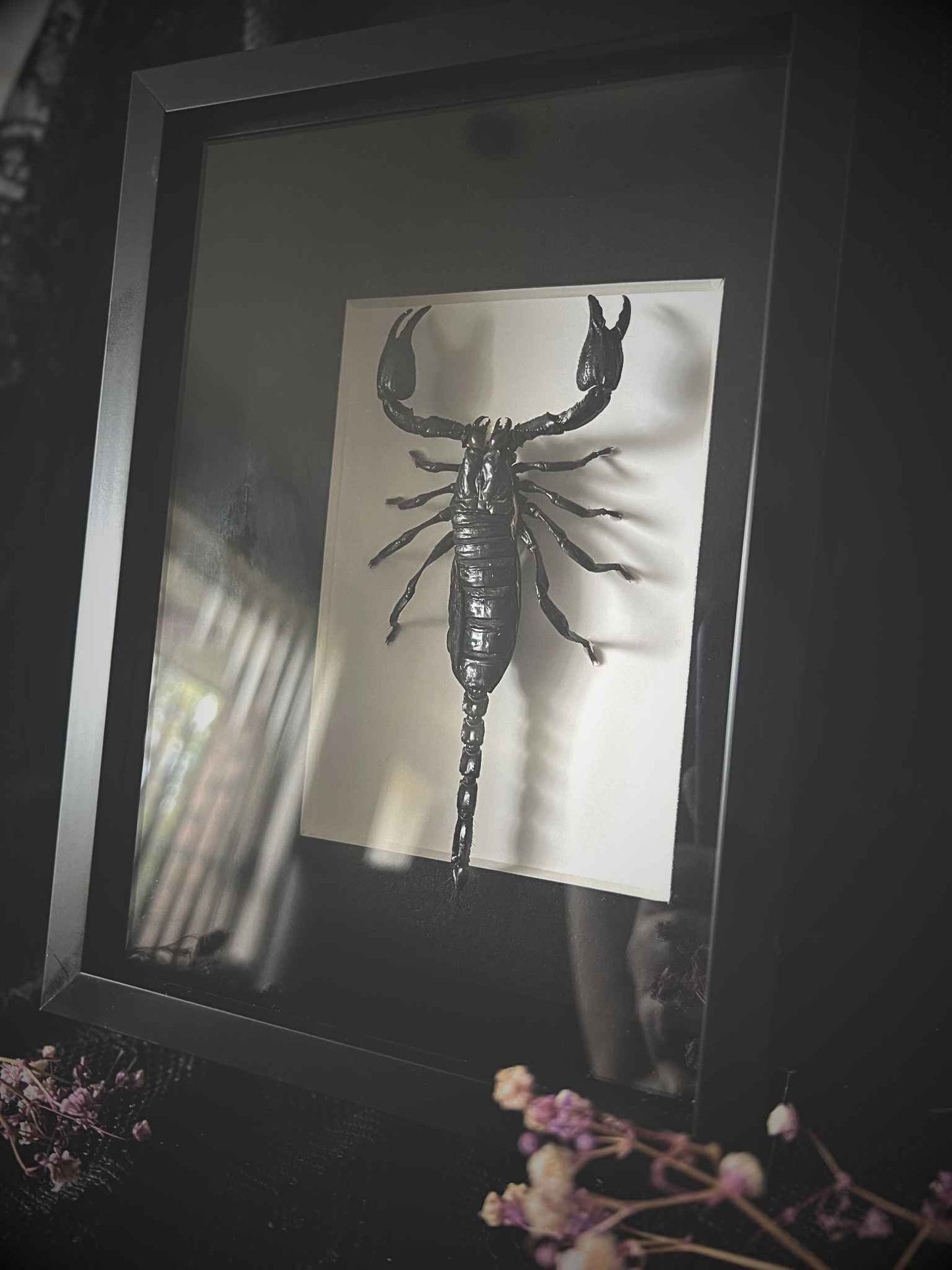 Asian Forest Scorpion (Heterometrus Spinifer) in Frame