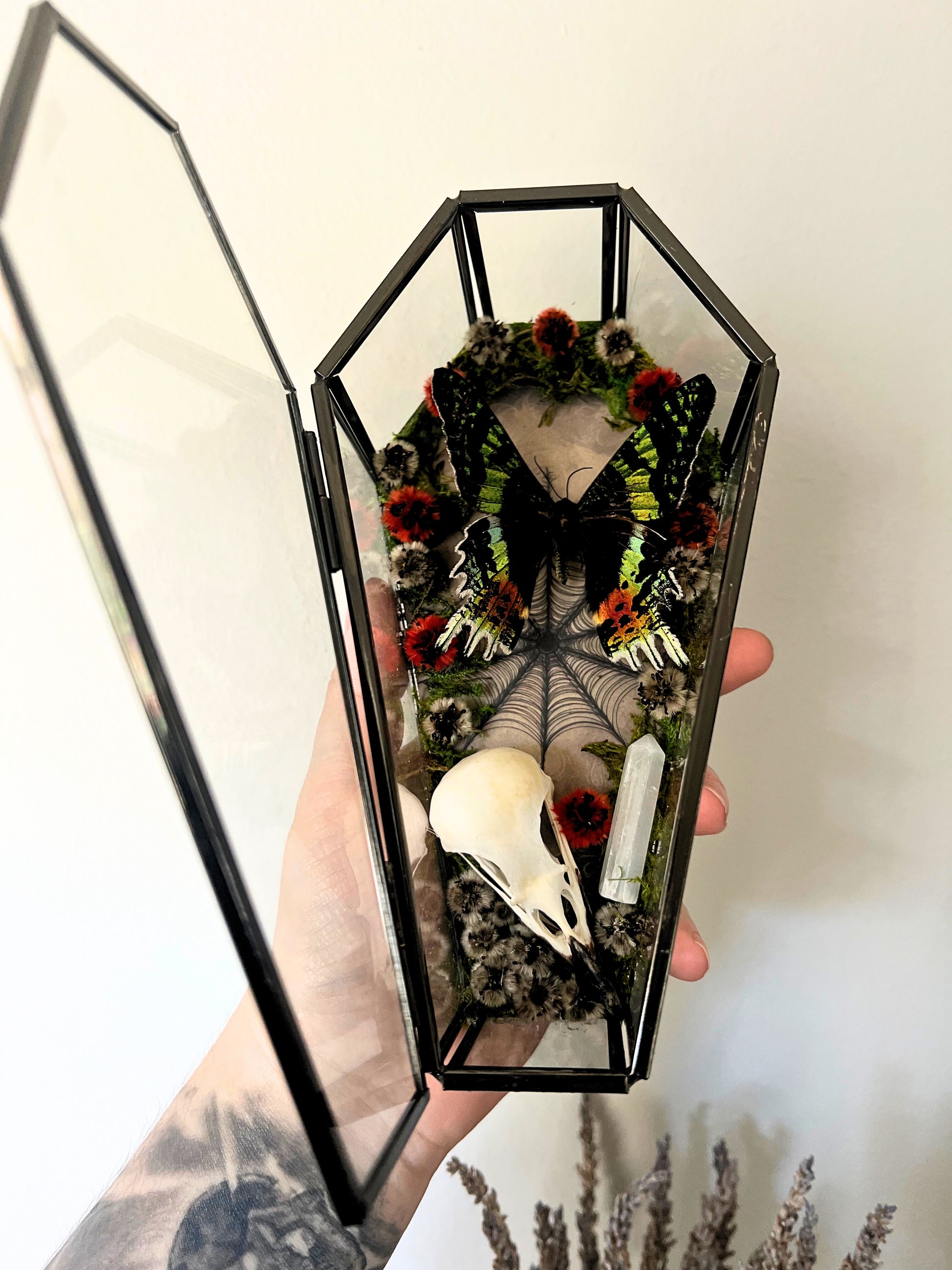 Madagascan Sunset Moth (Urania ripheus, Chrysiridia Rhipheus) & Magpie Skull (Pica Pica) in Coffin Display