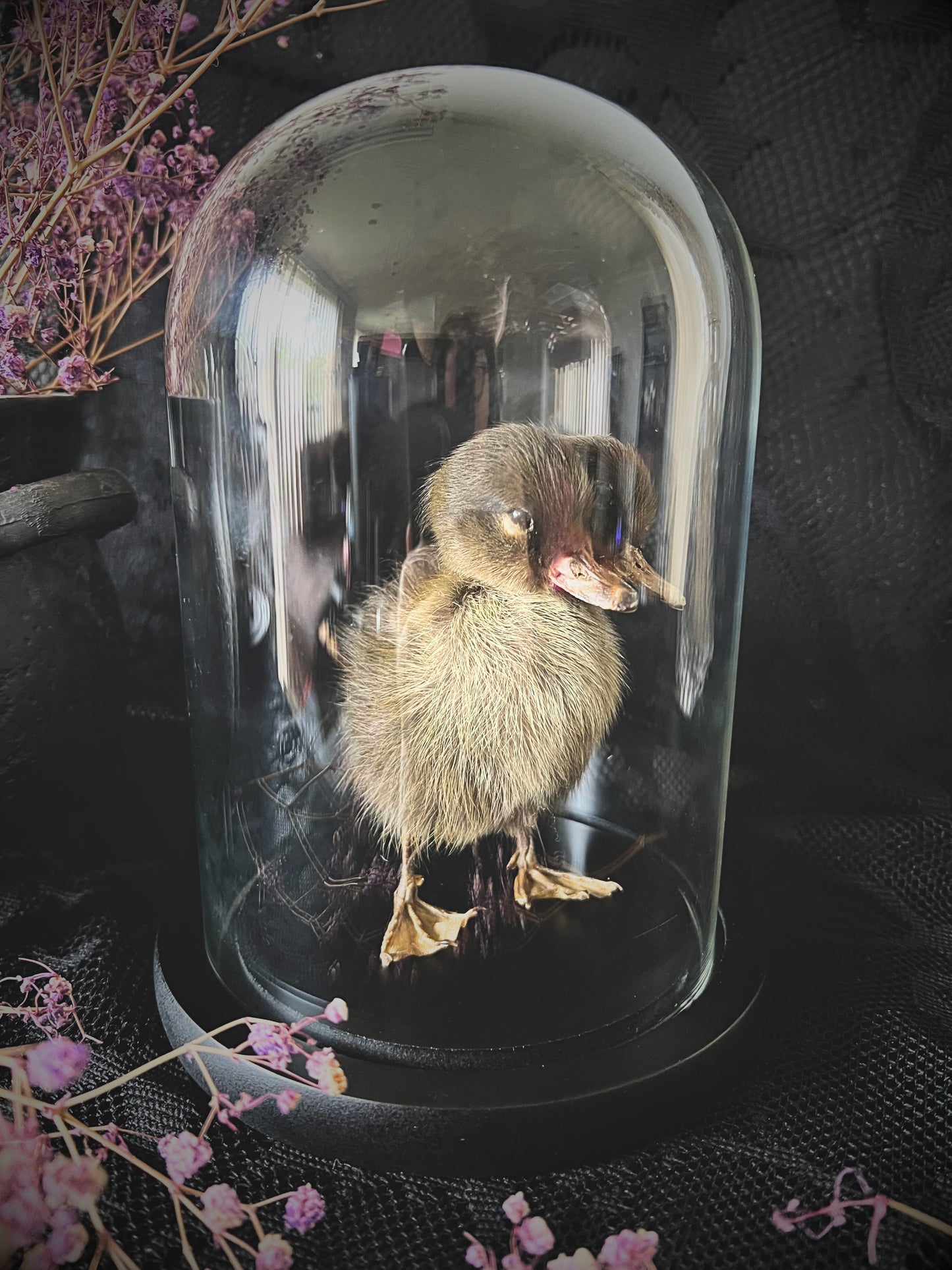 Two-Headed Taxidermy Brown Duckling in Glass Dome