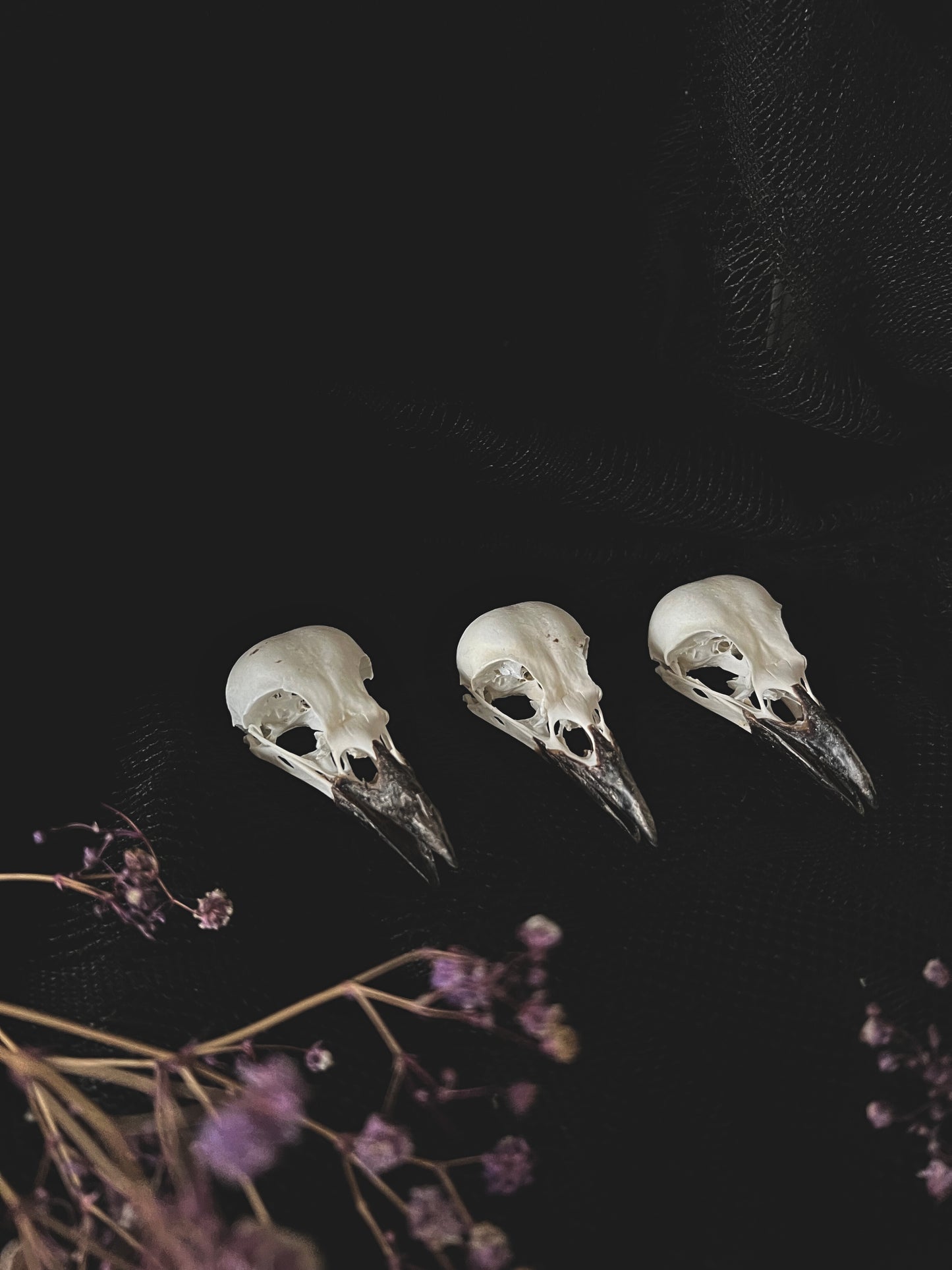 Complete Eurasian Magpie Skull | Pica Pica | A Quality