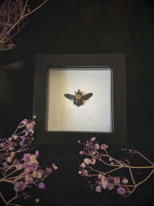 Yellow Carpenter Bee (Xylocopa Aestuans) in Shadow Box Frame | Female