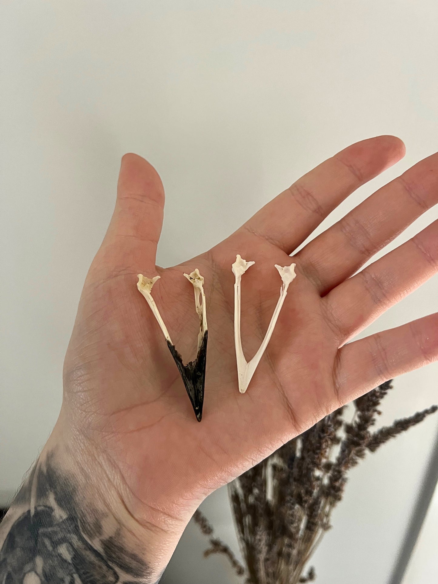 Magpie Jawbone (Pica Pica)