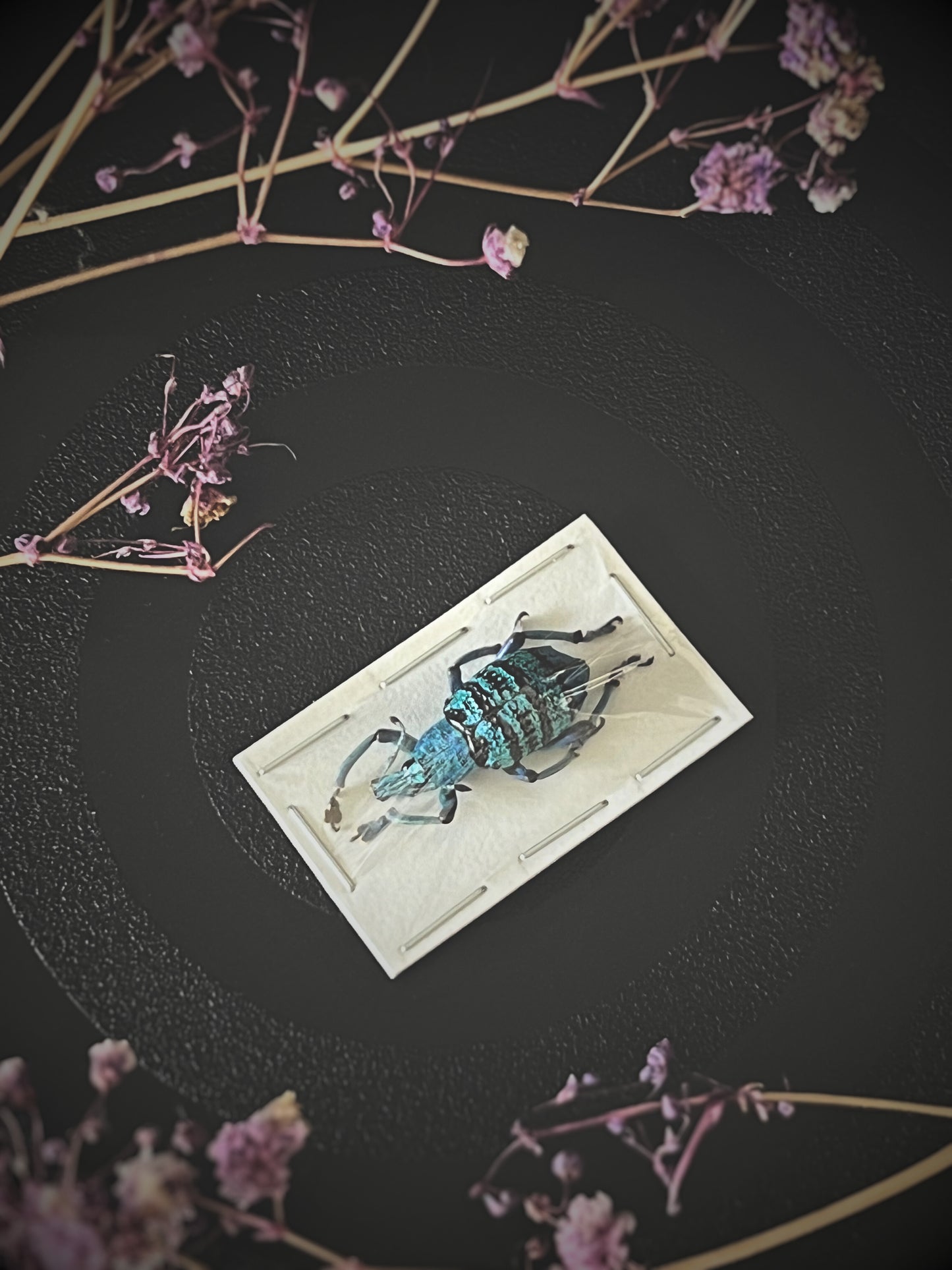 Turquoise Weevil Beetle (Eupholus Bortolussii) Specimen