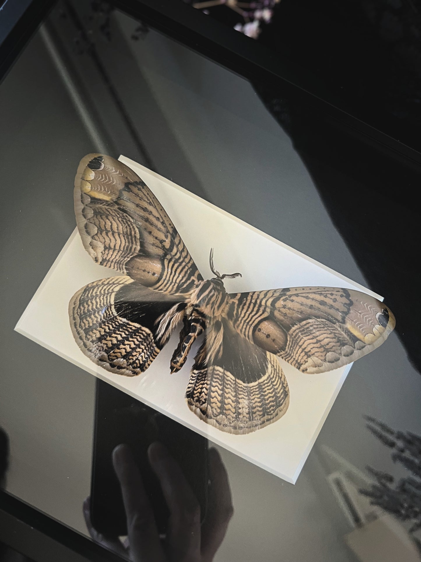 Owl Moth (Brahmaea Wallichii) Moth in Frame