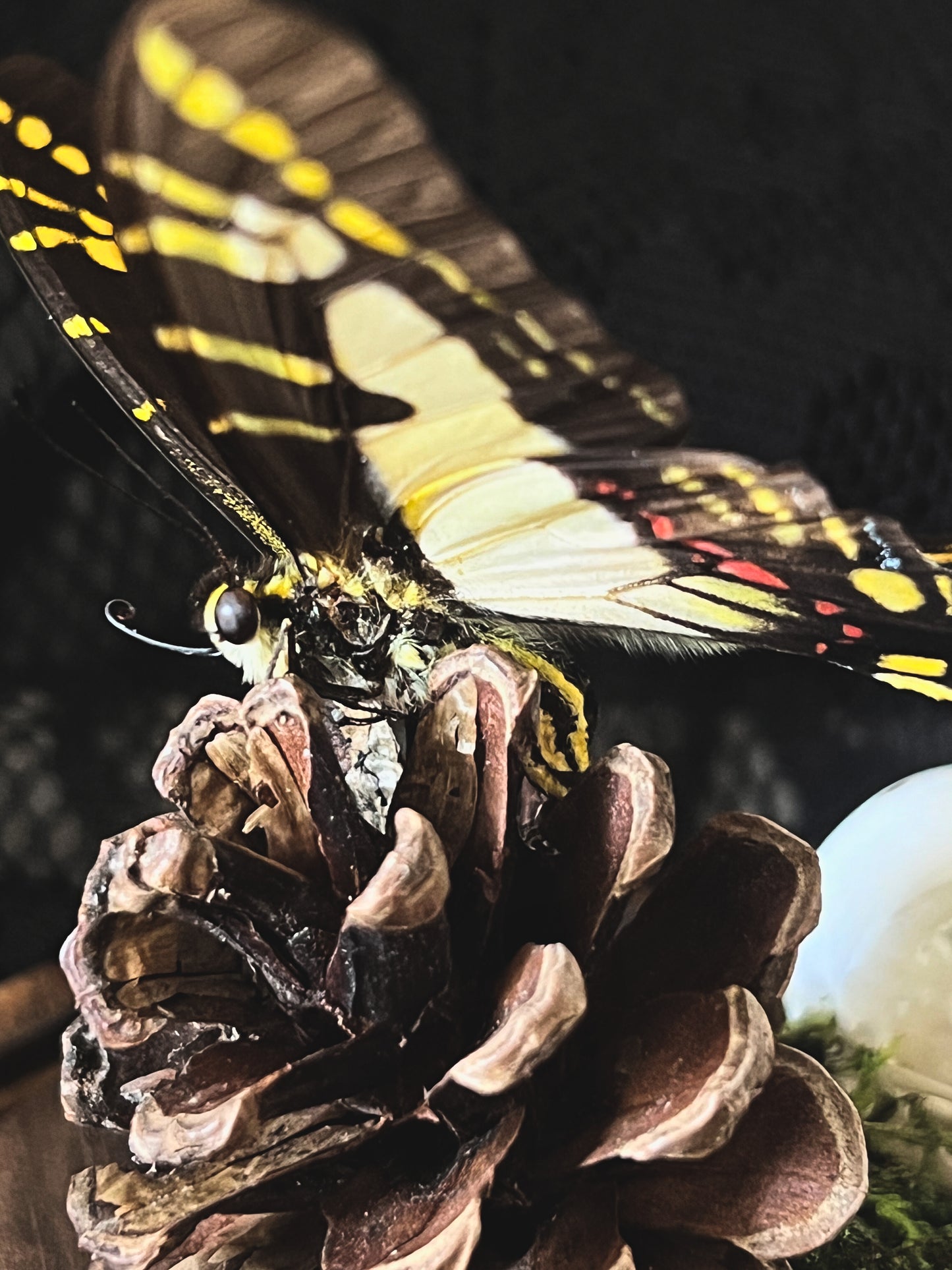 Orange Kite-Swallowtail Butterfly (Eurytides Thyastes) & Magpie Skull (Pica Pica) in Glass Dome