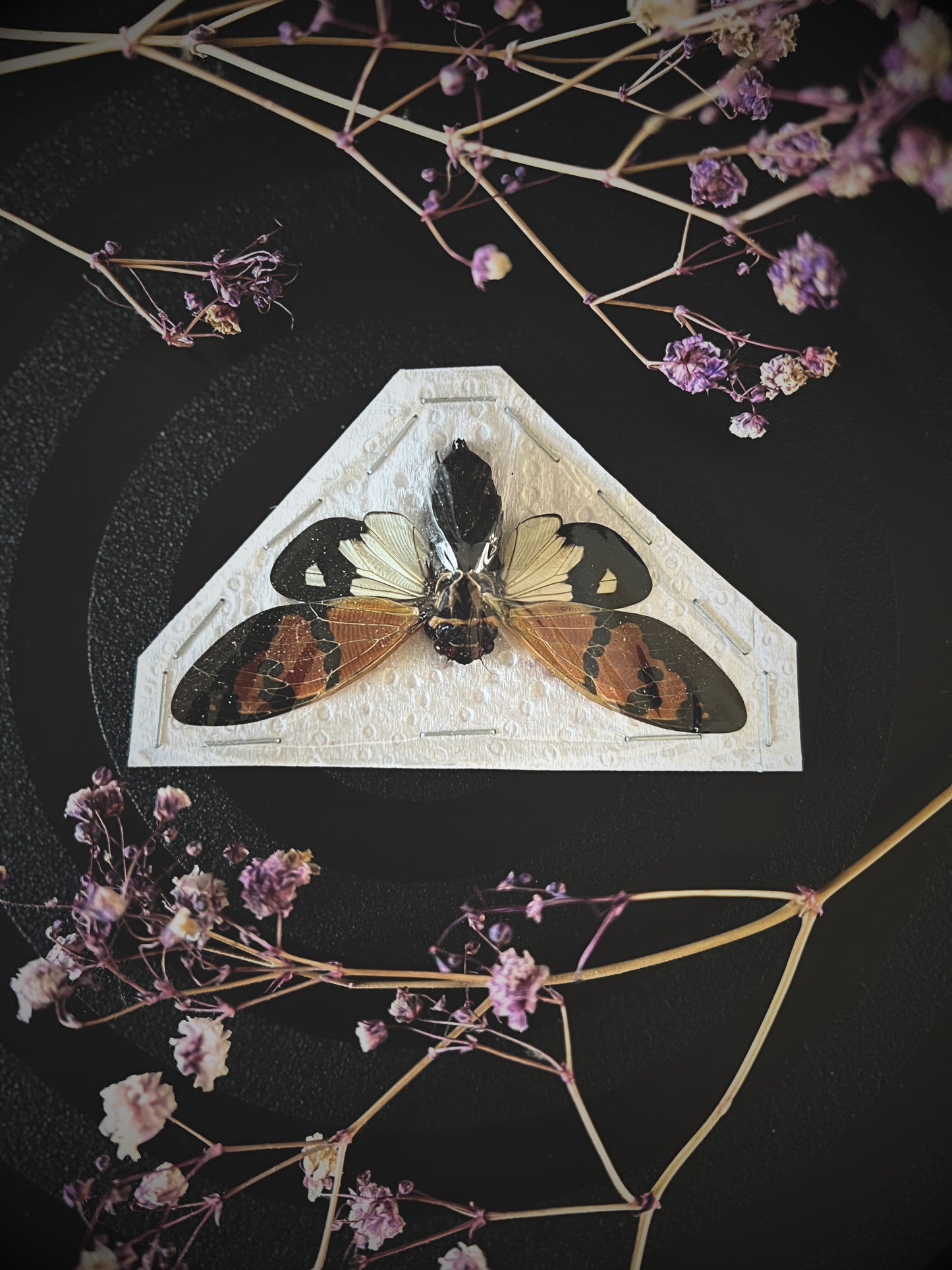 The Butterfly Cicada (Gaeana Festiva White) Spread Specimen