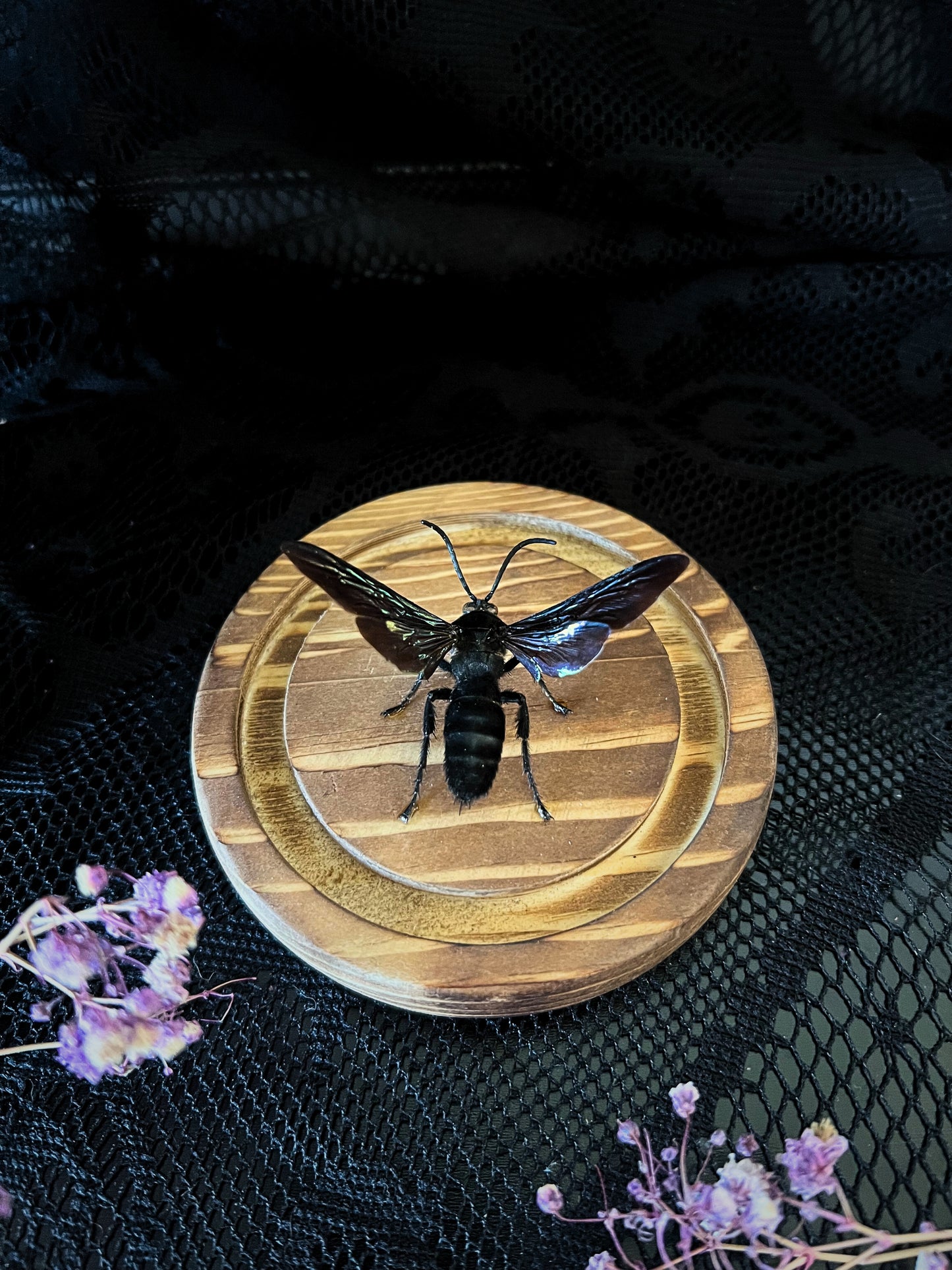 Giant Iridescent Hornet (Megascolia Velutina Ducalis) in a Glass Dome