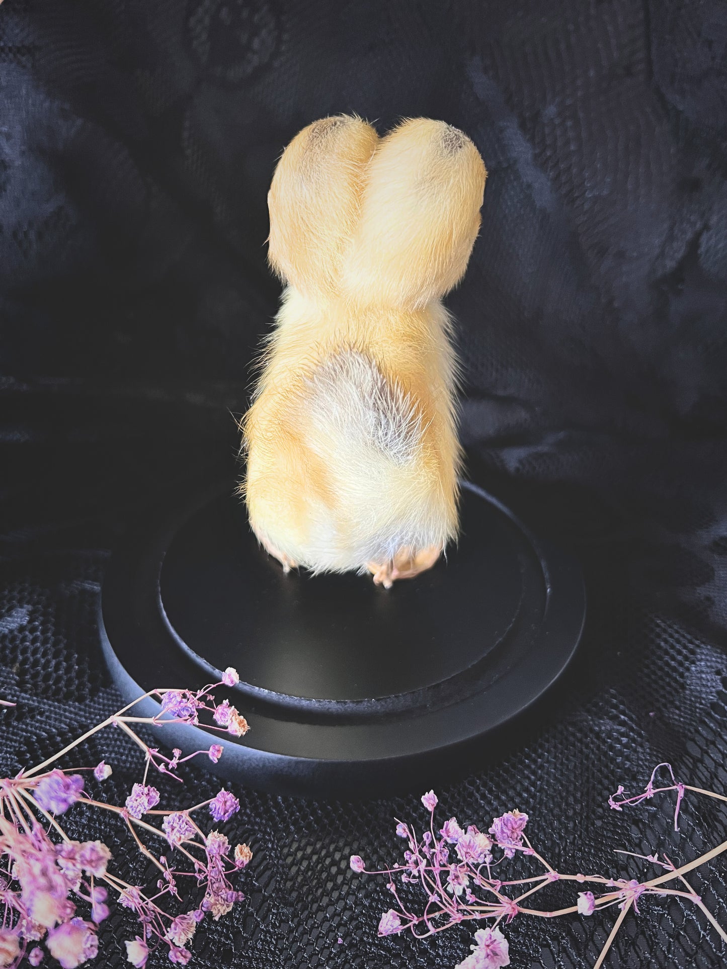 Two-Headed Taxidermy Yellow Duckling in Glass Dome