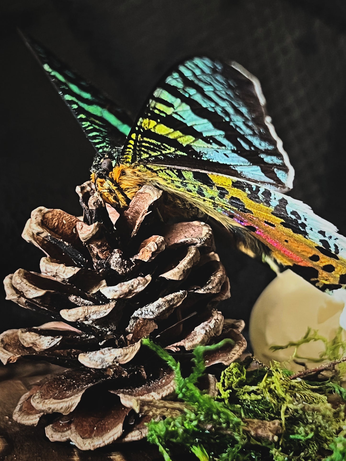 Madagascan Sunset Moth (Urania Ripheus, Chrysiridia Rhipheus) & Magpie Skull (Pica Pica) in Glass Dome