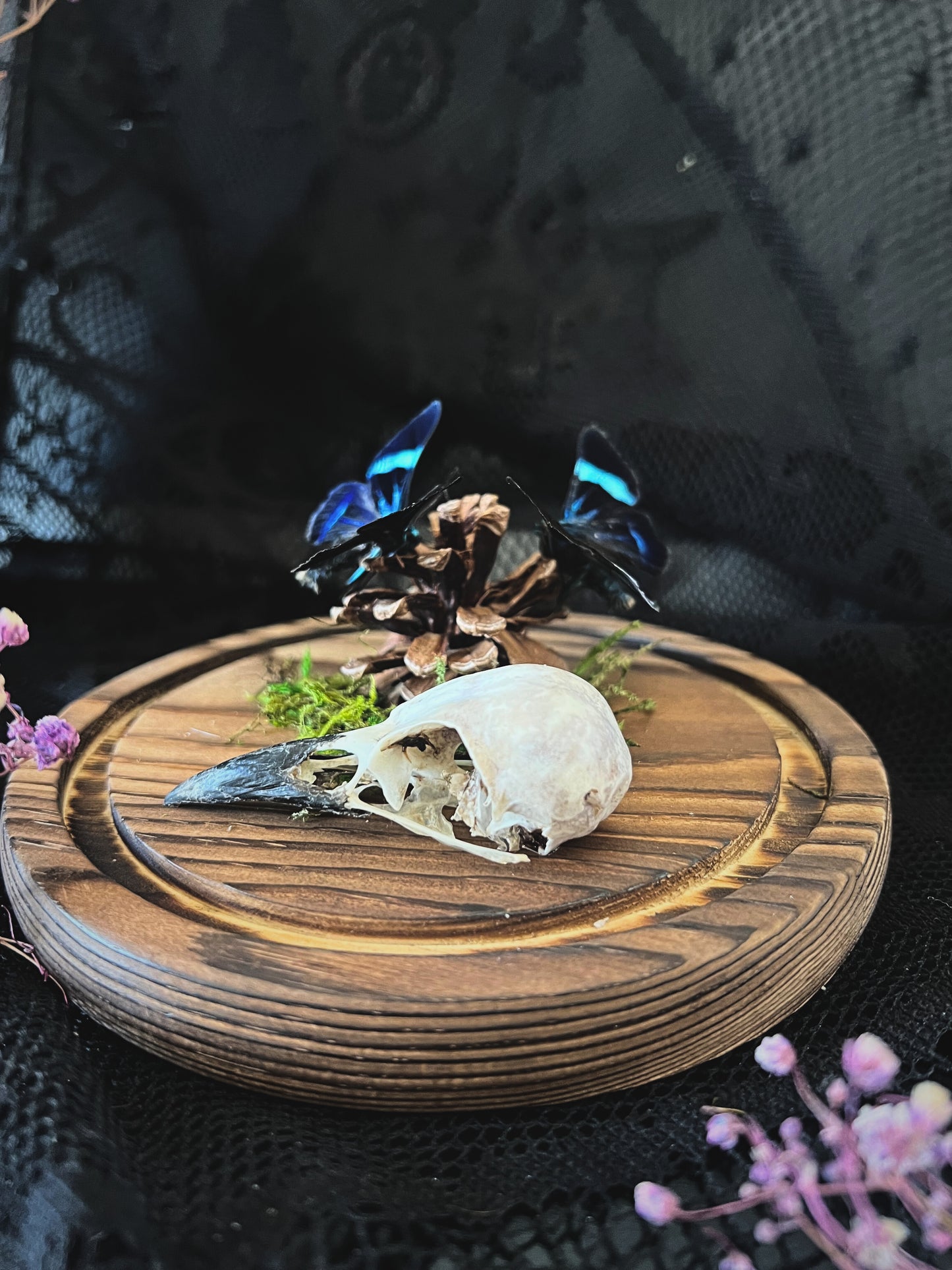Blue Day Flying Moths (Milionia Delicatula) & Magpie Skull (Corvus Corone) in Glass Dome