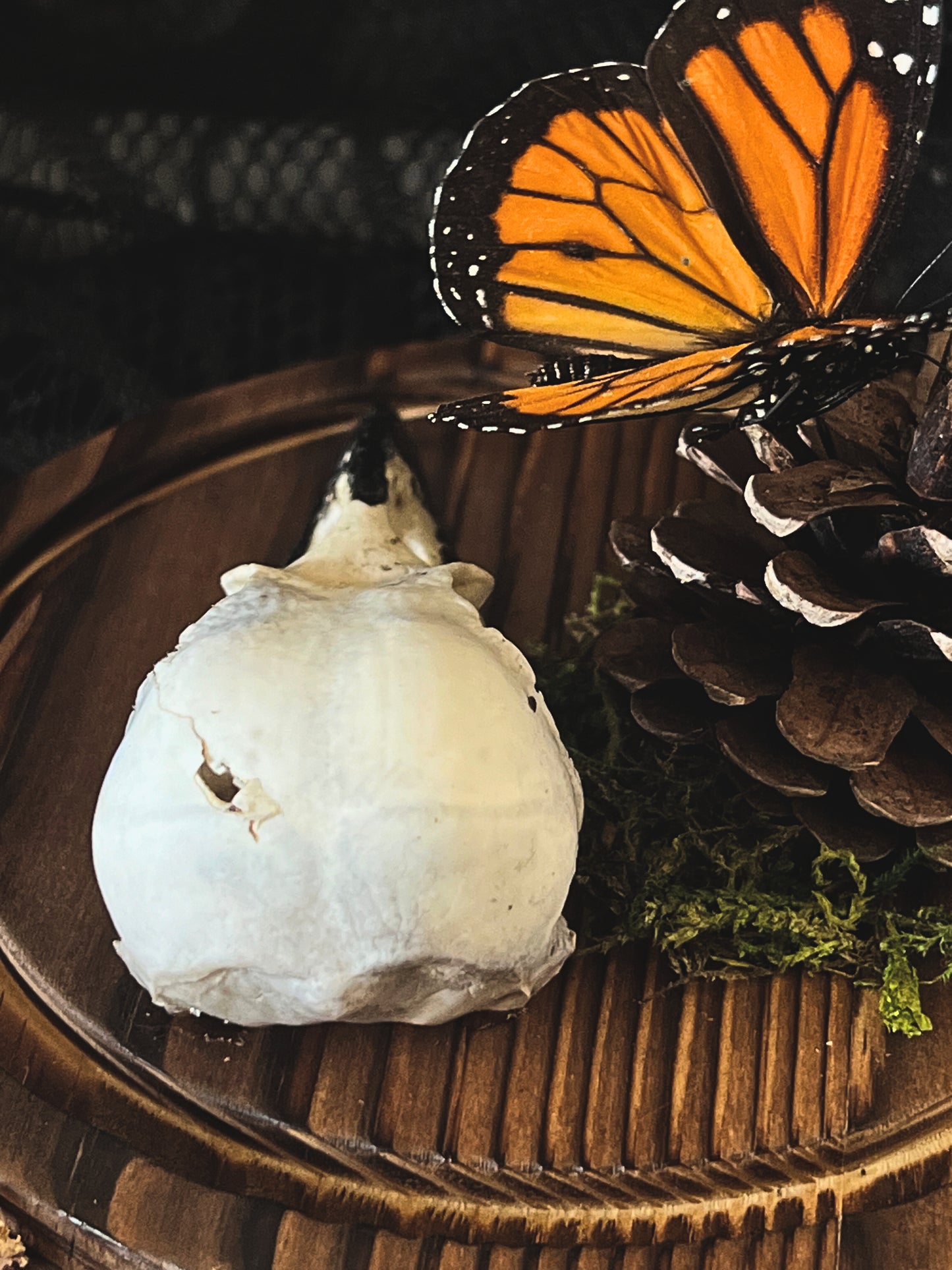 Monarch Butterfly (Danaus Plexippus) & Crow Skull (Corvus Corone) in Glass Dome