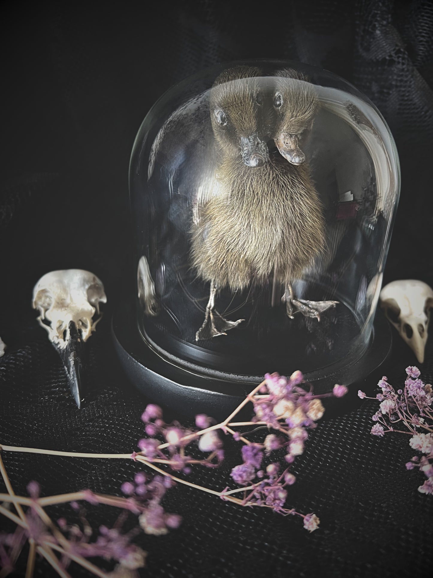 Two-Headed Taxidermy Brown Duckling in Glass Dome