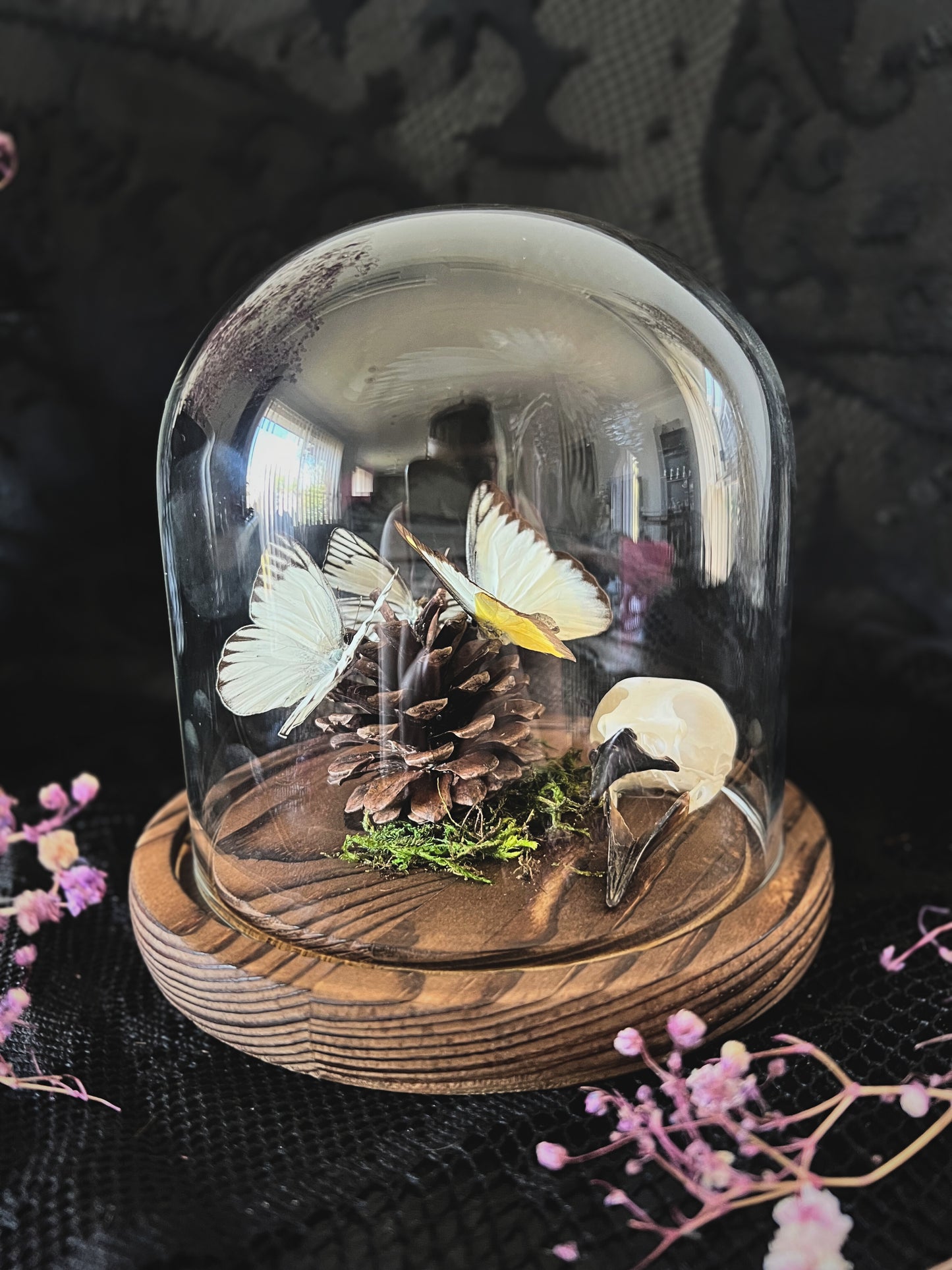 Eastern Striped Albatross Butterflies (Appias Libythea Olferna) & Crow Skull (Corvus Corone) in Glass Dome