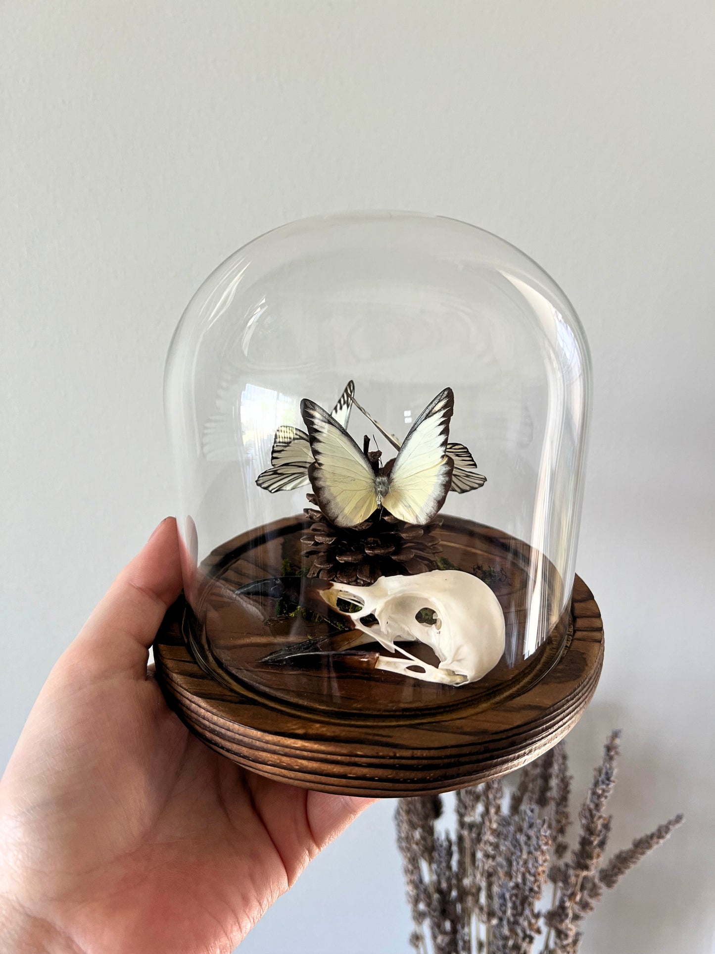 Eastern Striped Albatross Butterflies (Appias Libythea Olferna) & Crow Skull (Corvus Corone) in Glass Dome