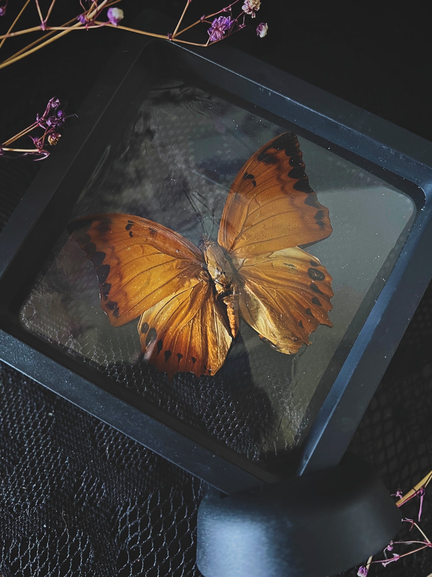 Butterfly in Display Case | Lucky Dip