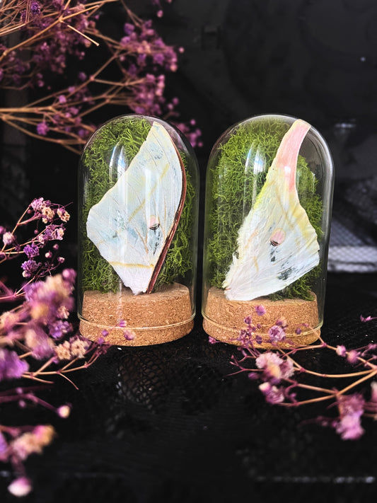 Luna Moth (Actias Luna) Wing & Moss in a Cloche Dome