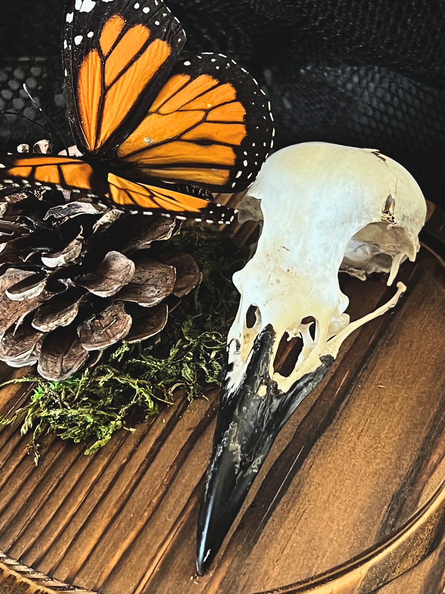 Monarch Butterfly (Danaus Plexippus) & Crow Skull (Corvus Corone) in Glass Dome