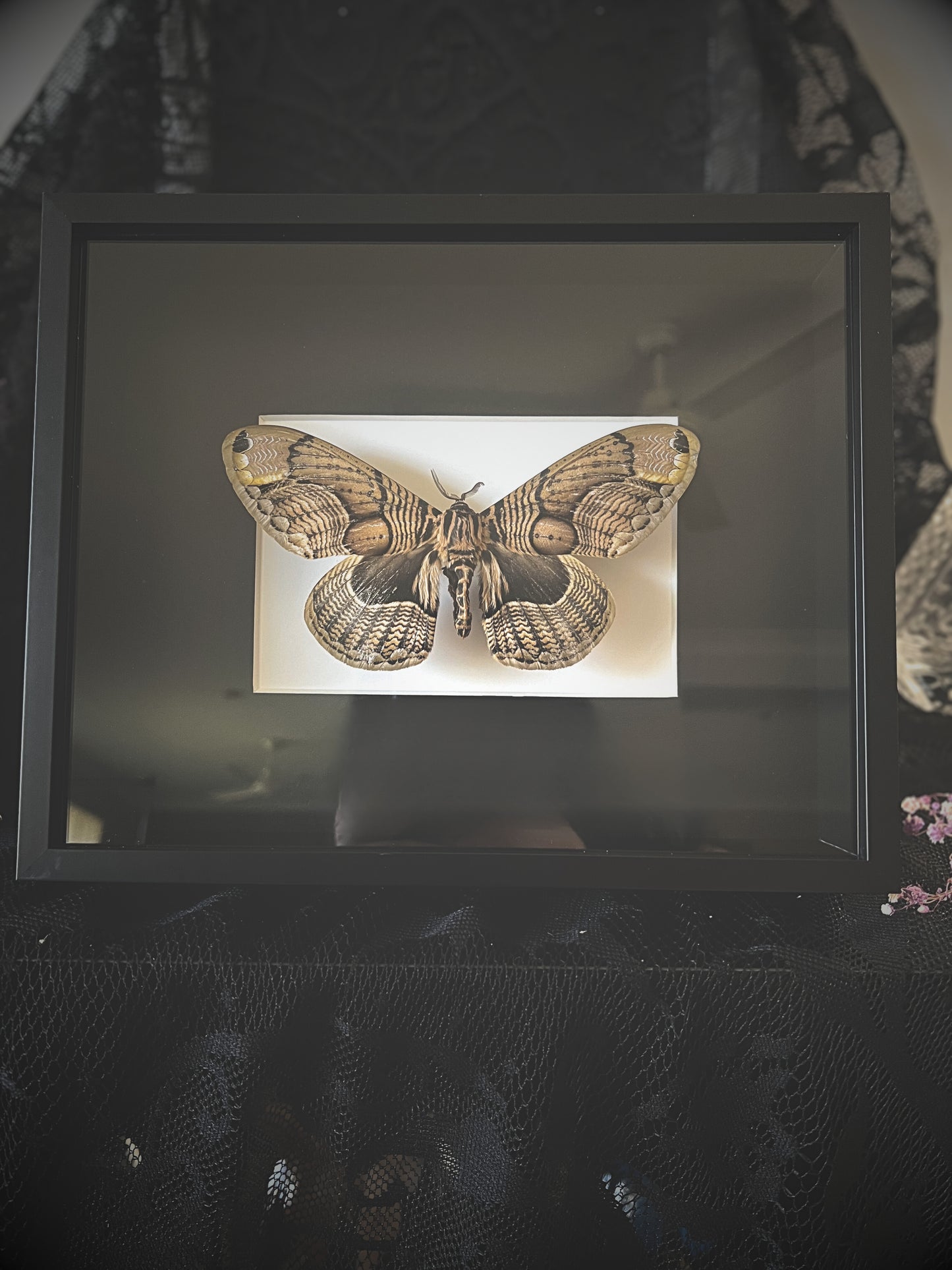 Owl Moth (Brahmaea Wallichii) Moth in Frame
