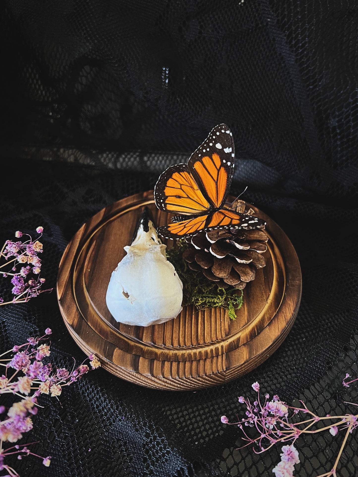 Monarch Butterfly (Danaus Plexippus) & Crow Skull (Corvus Corone) in Glass Dome