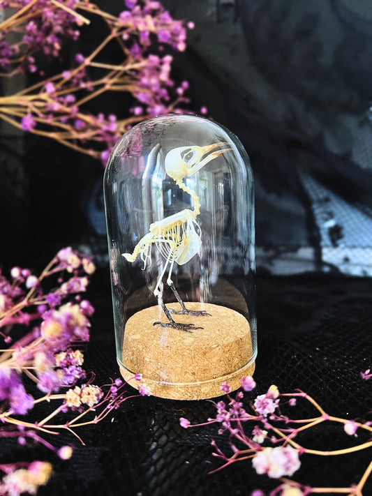 Small Minivet (Pericrocotus Cinnamomeus) Articulated Bird Skeleton in a Cloche Dome