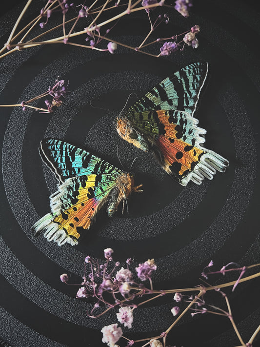 Madagascan Sunset Moth (Urania Ripheus, Chrysiridia Rhipheus) Unspread Specimen