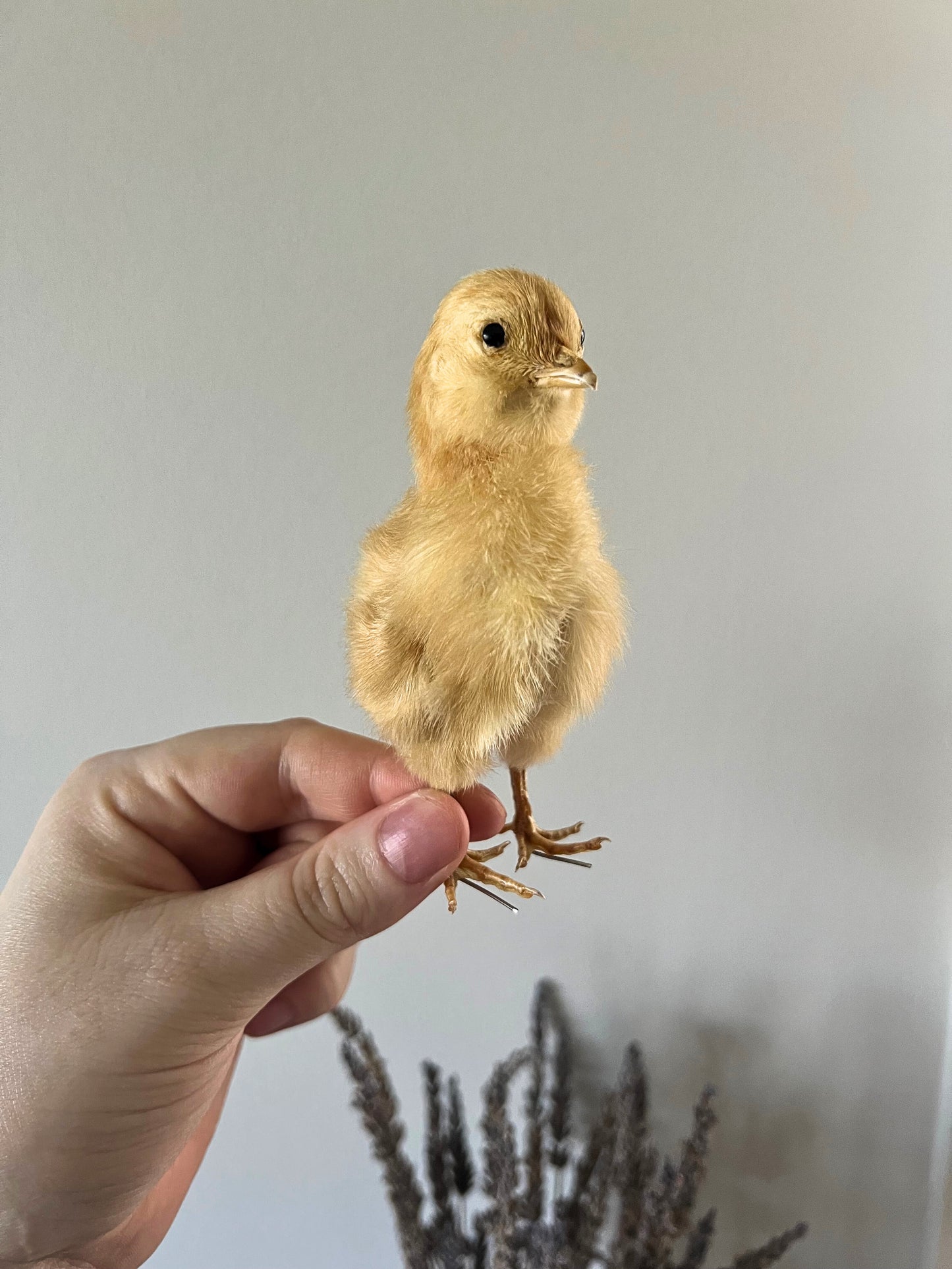 Yellow Taxidermy Chick