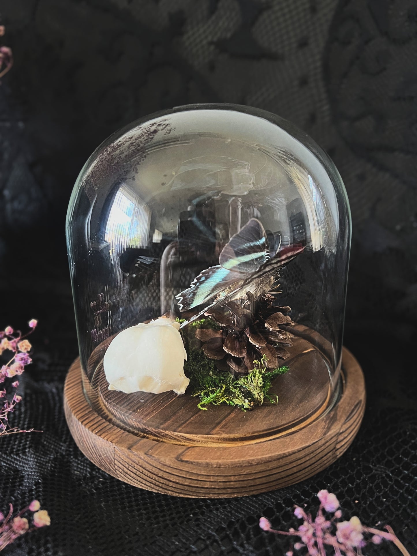 Swallowtail Moth (Alcides Orontes) & Crow Skull (Corvus Corone) in Glass Dome