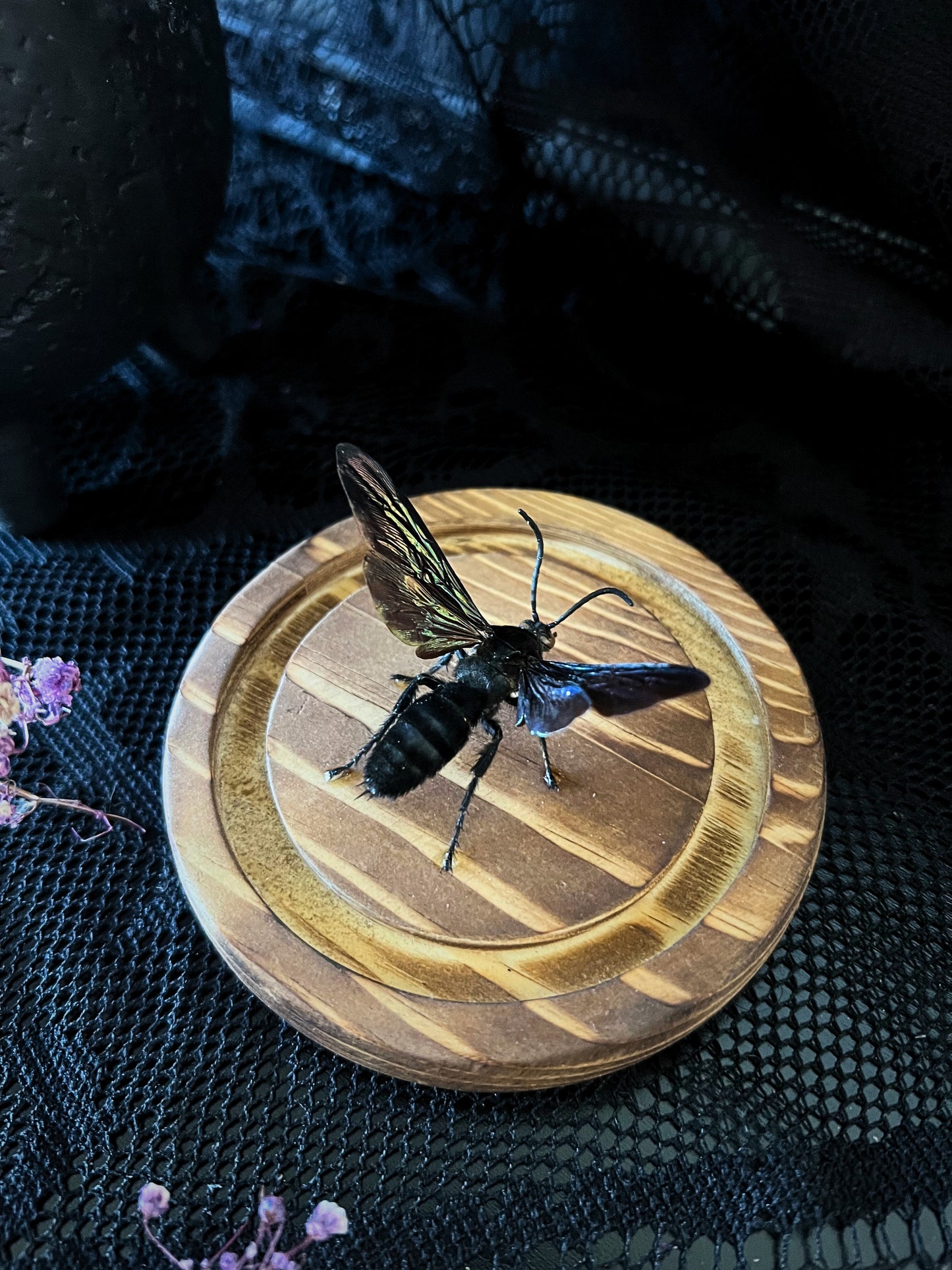 Giant Iridescent Hornet (Megascolia Velutina Ducalis) in a Glass Dome