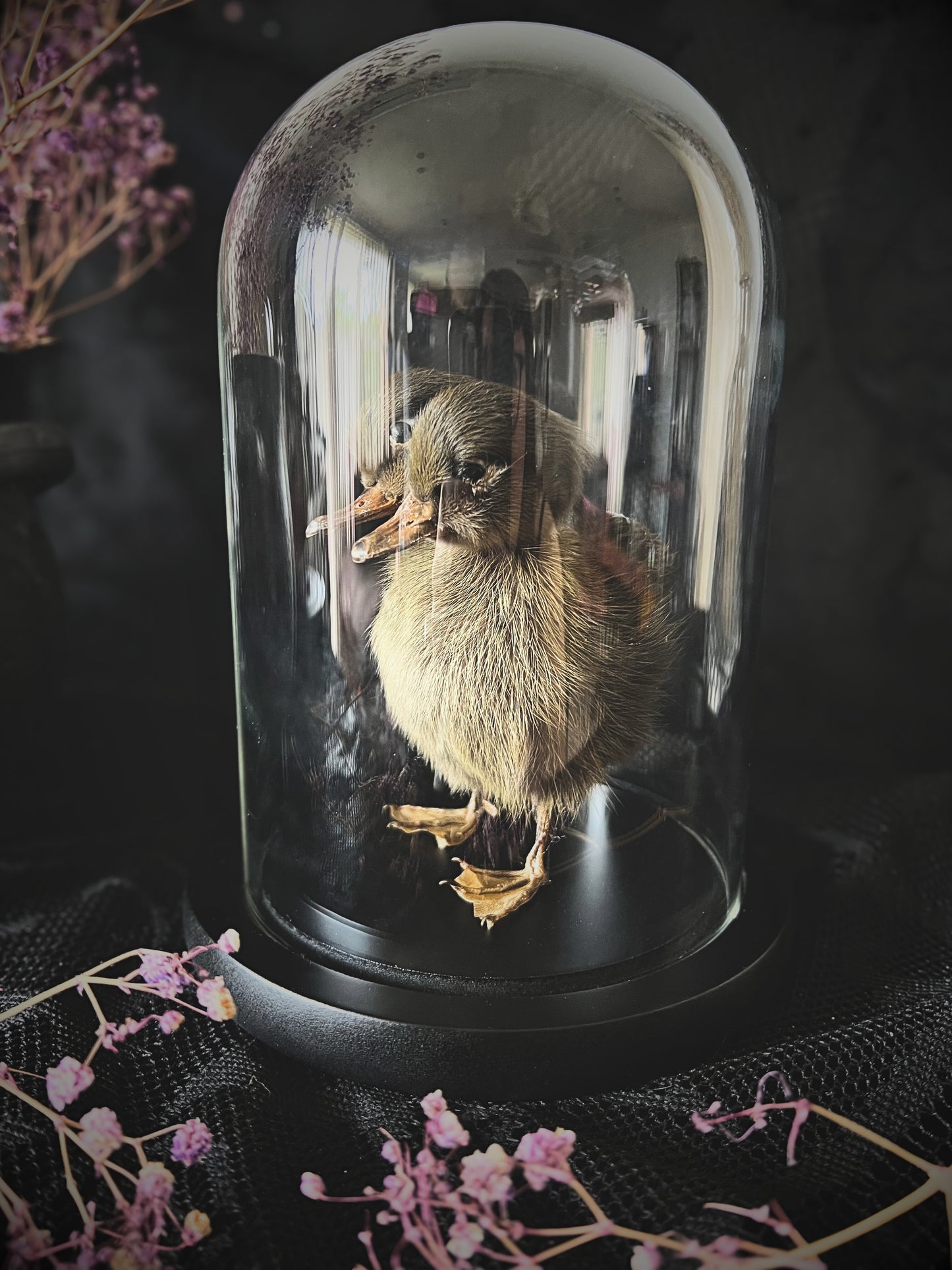 Two-Headed Taxidermy Brown Duckling in Glass Dome