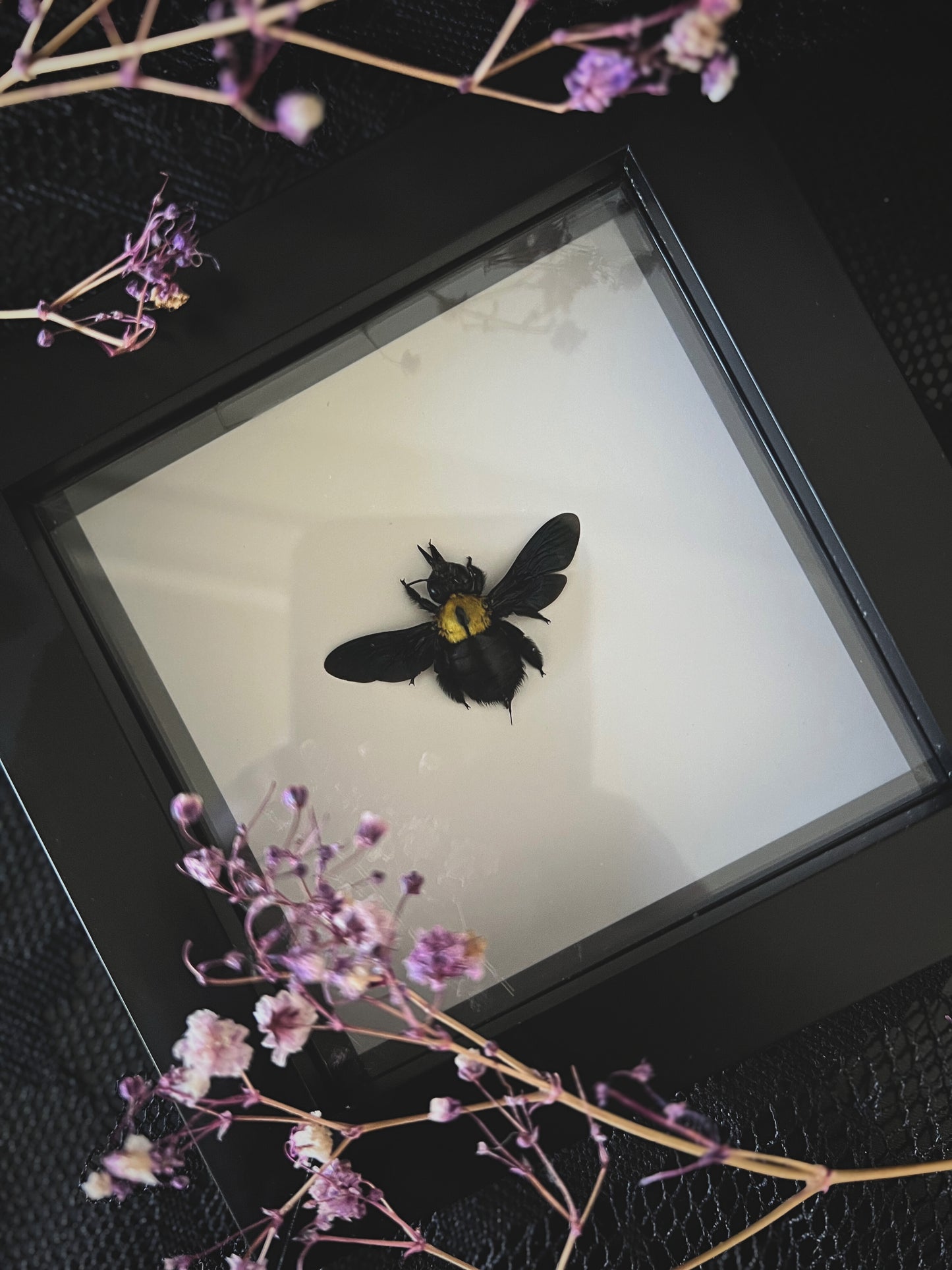 Yellow Carpenter Bee (Xylocopa Aestuans) in Shadow Box Frame | Female