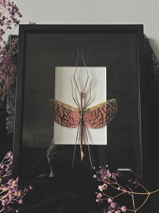 Tessellated Spiny Flying Stick Insect (Diesbachia Tamyris) in Shadow Box Frame