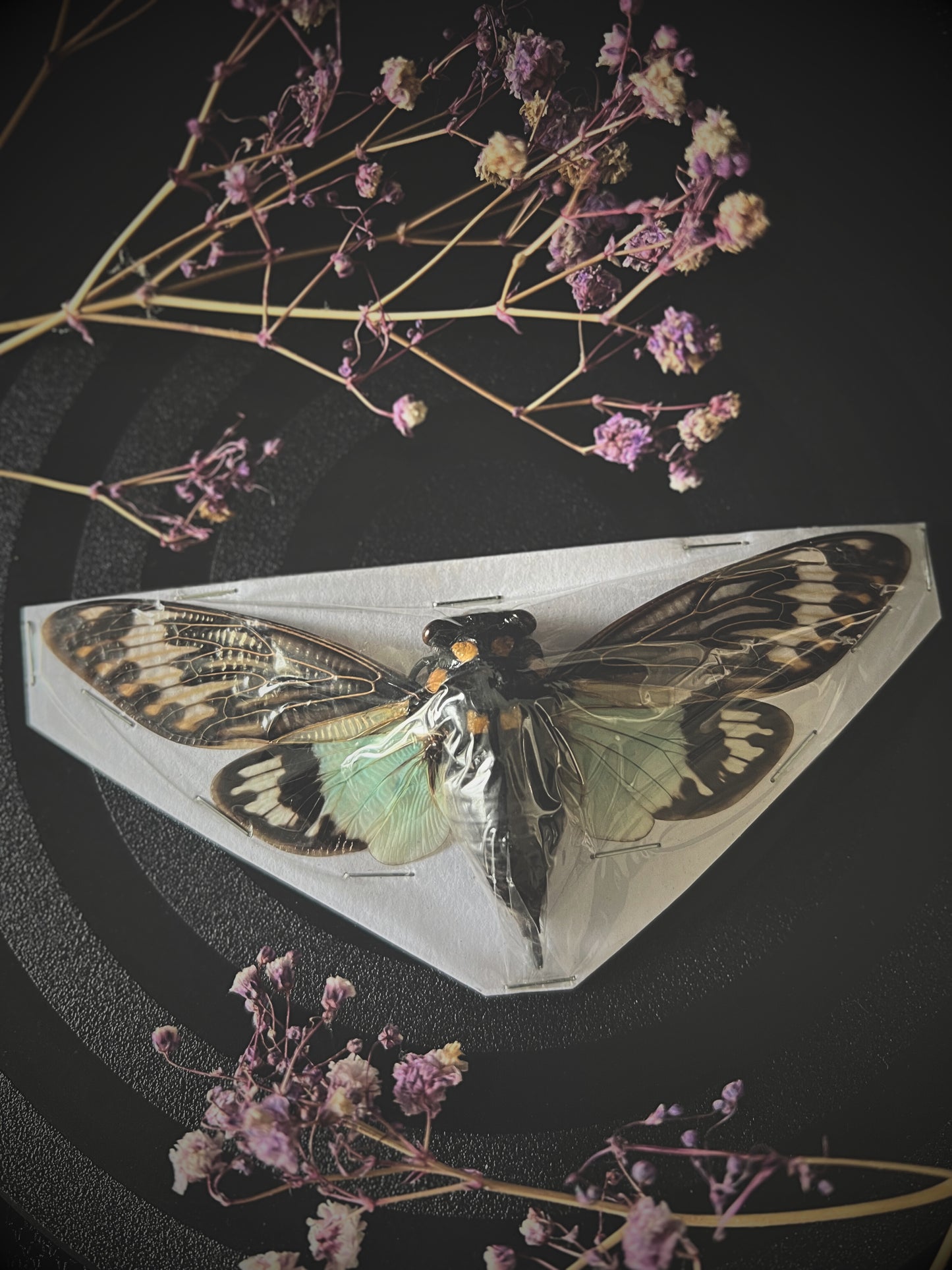 Blue Cicada (Tosena Splendida)