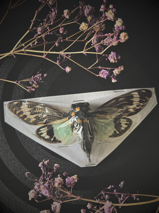 Blue Cicada (Tosena Splendida)