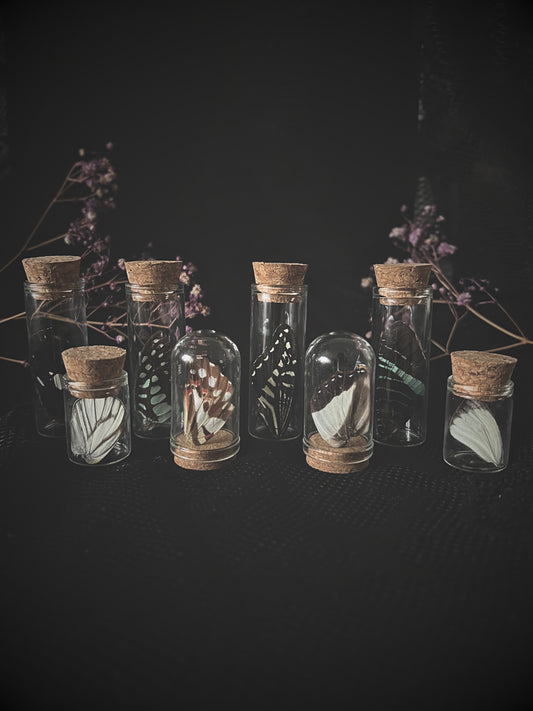 Set of butterfly wings in glass jars with cork lids on a dark background