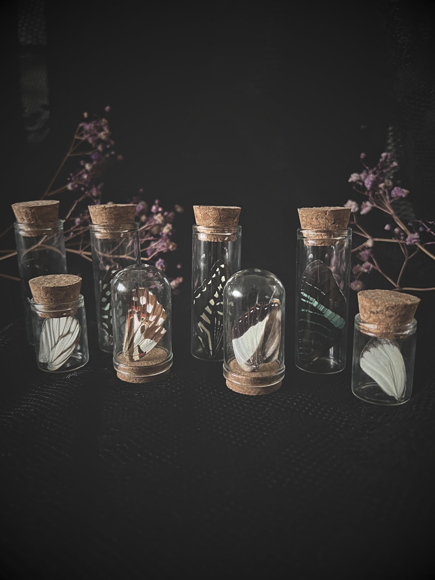 Set of butterfly wings in glass jars with cork lids on a dark background