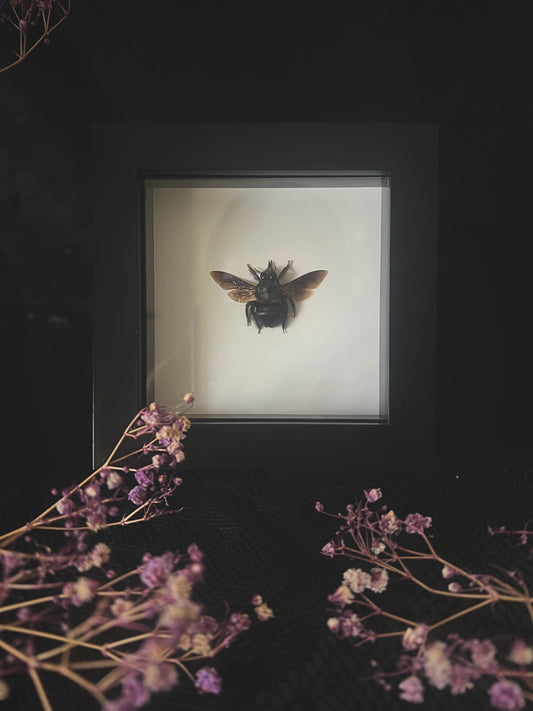 Blue Carpenter Bee (Xylocopa Caerulea) in Shadow Box Frame | Male