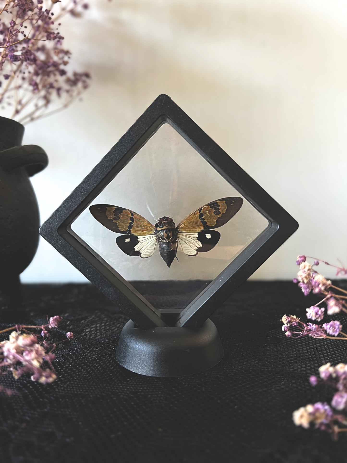 The Butterfly Cicada (Gaeana Festiva White) in Display Frame