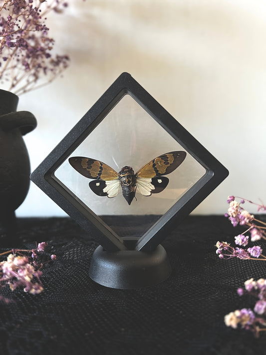 The Butterfly Cicada (Gaeana Festiva White) in Display Frame